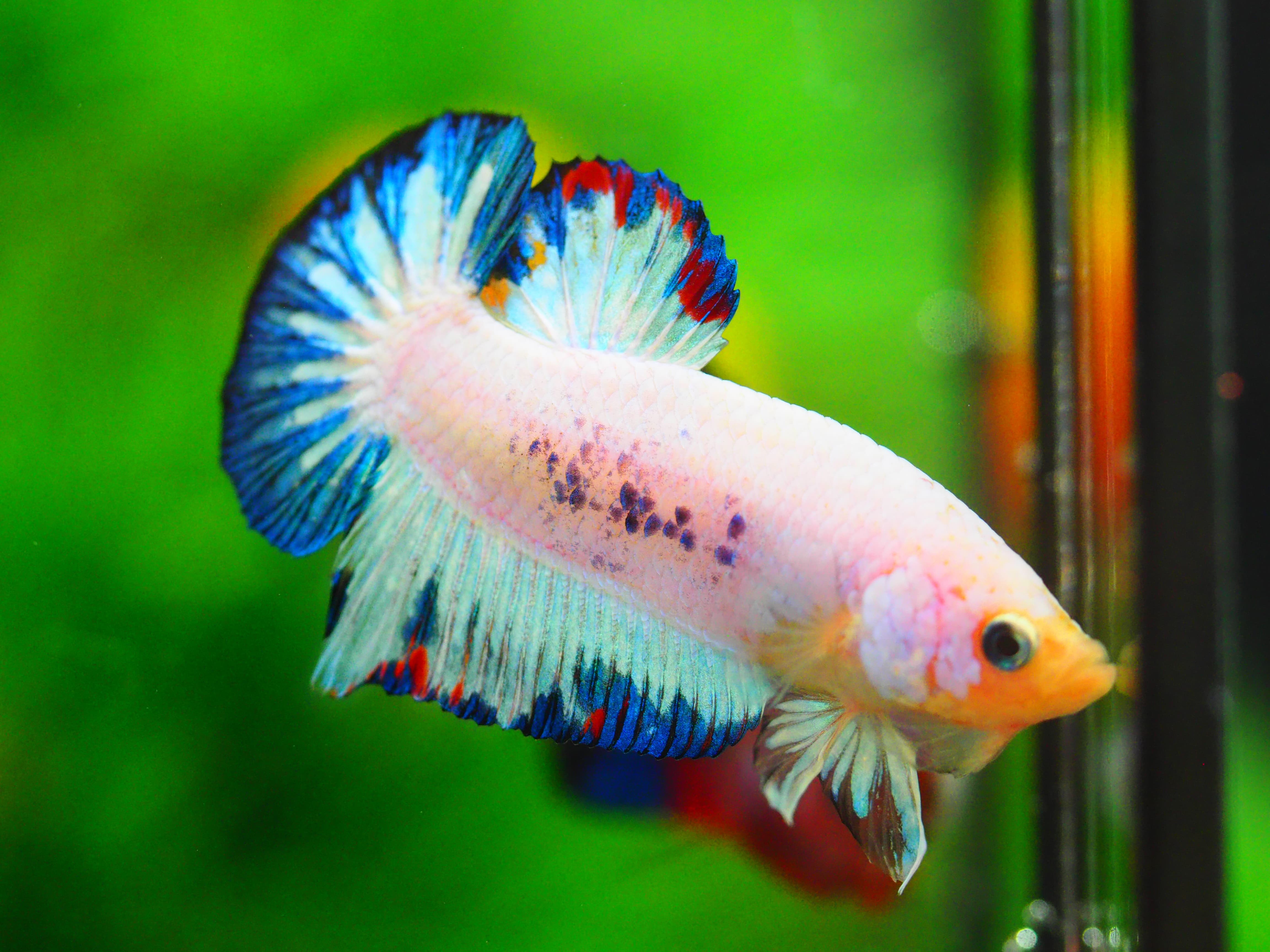 HMPK KOI FANCY MALE GRADE A+++ ปลาเด็ก