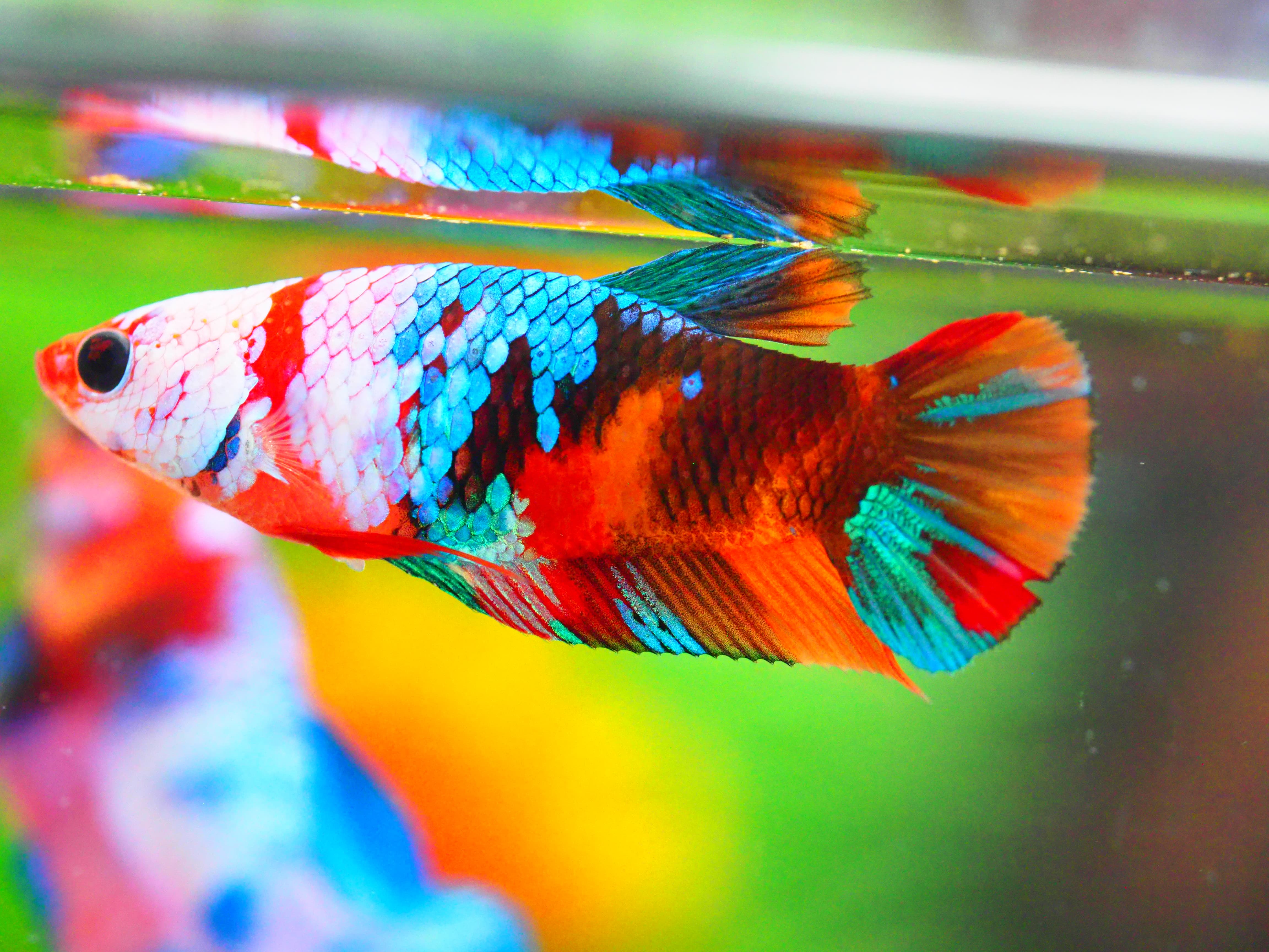 HMPK NEMO GALAXY FNMALE GRADE A +++