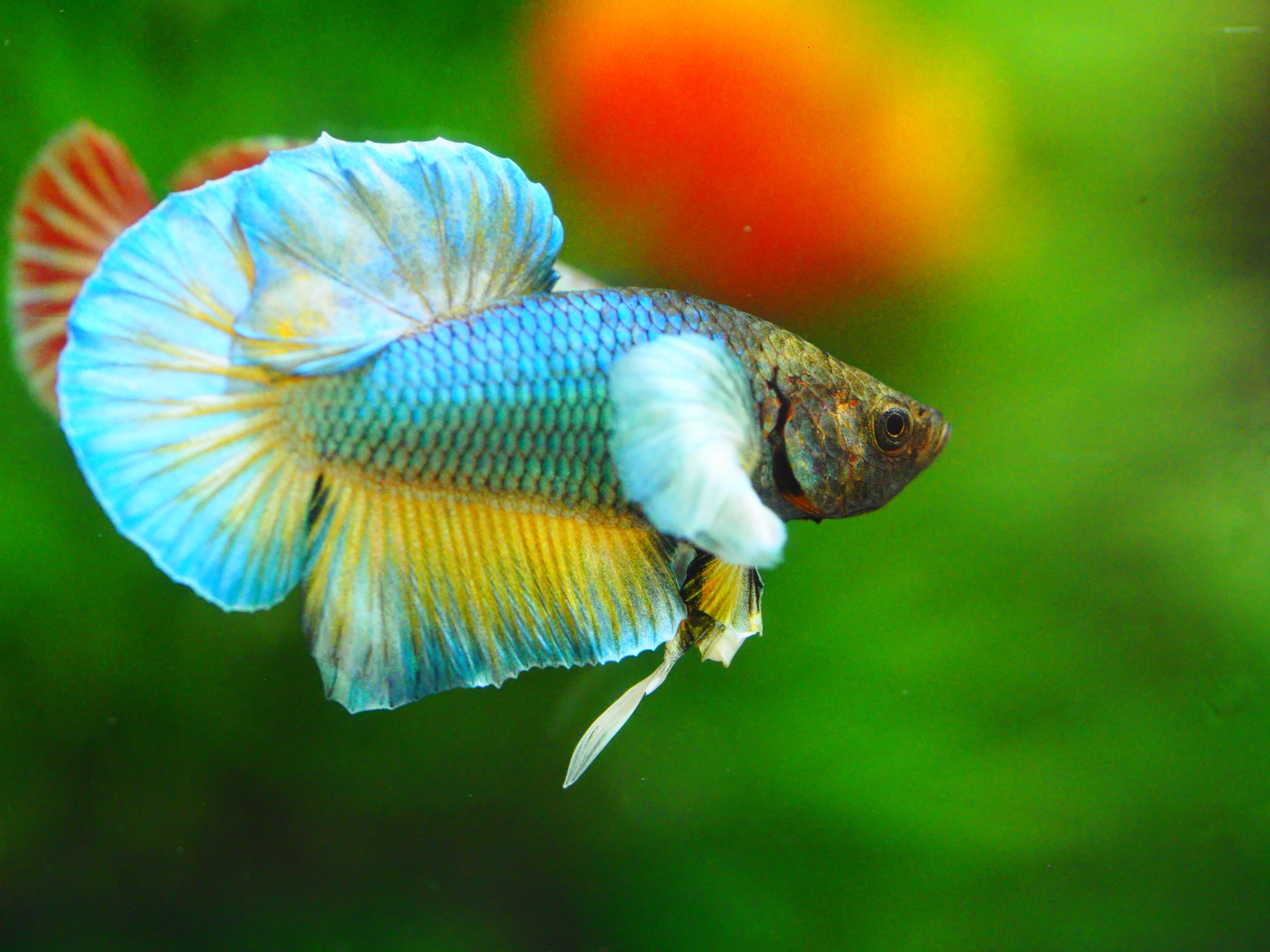 HMPK DUMBO MALE GRADE A +++