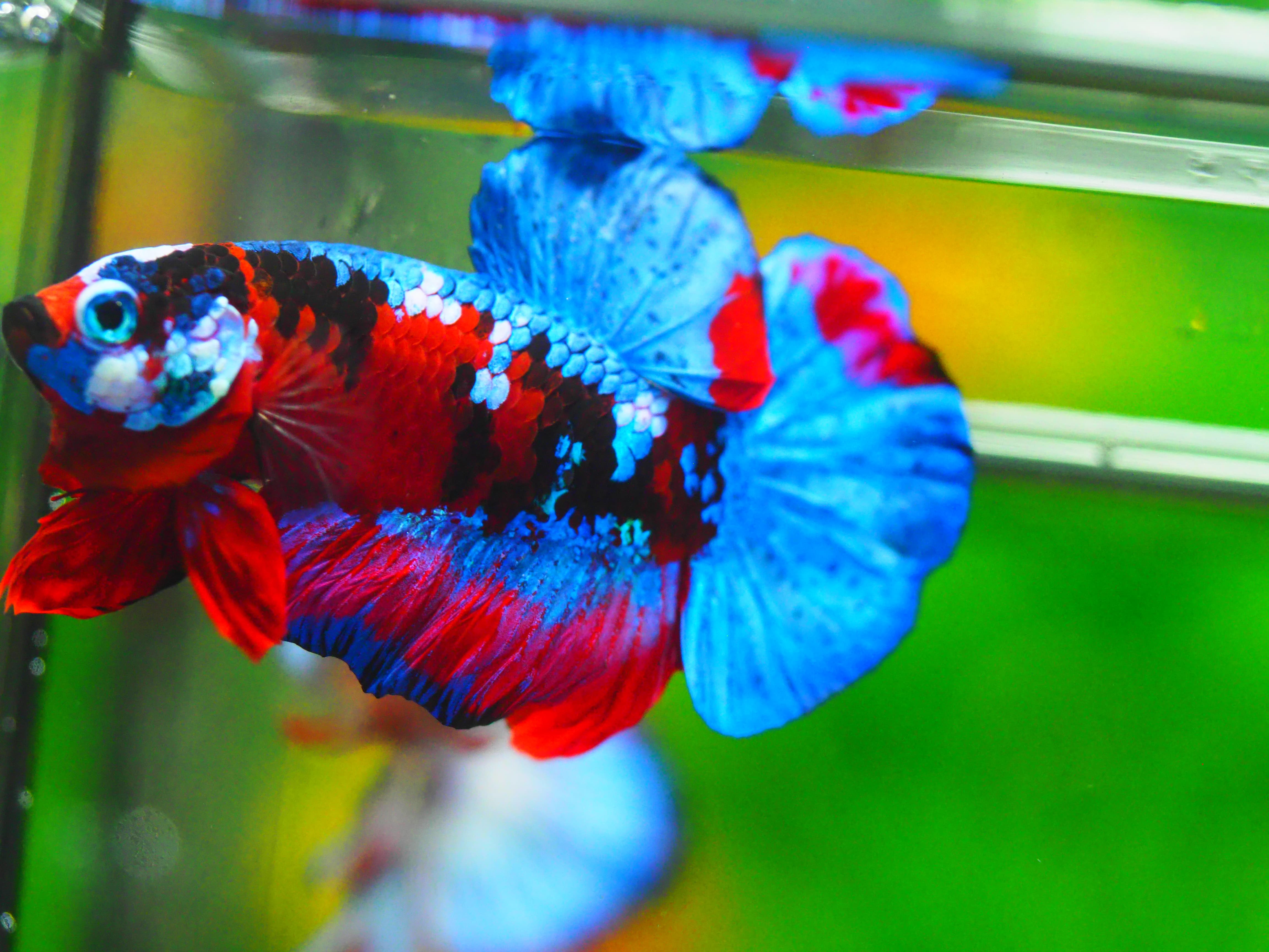 HMPK KOI GALAXY MALE GRADE A +++