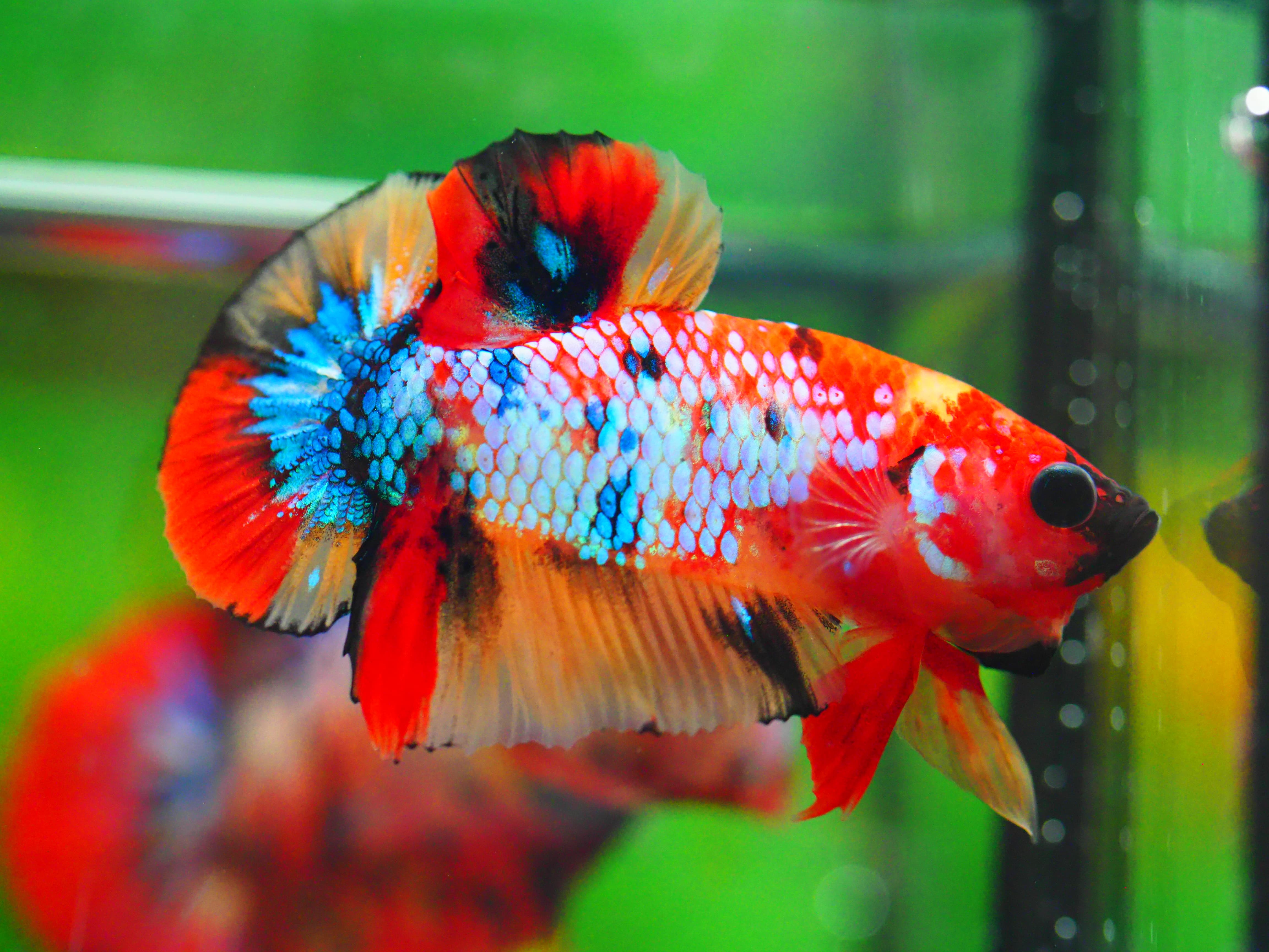 HMPK NEMO GALAXY MALE GRADE A +++