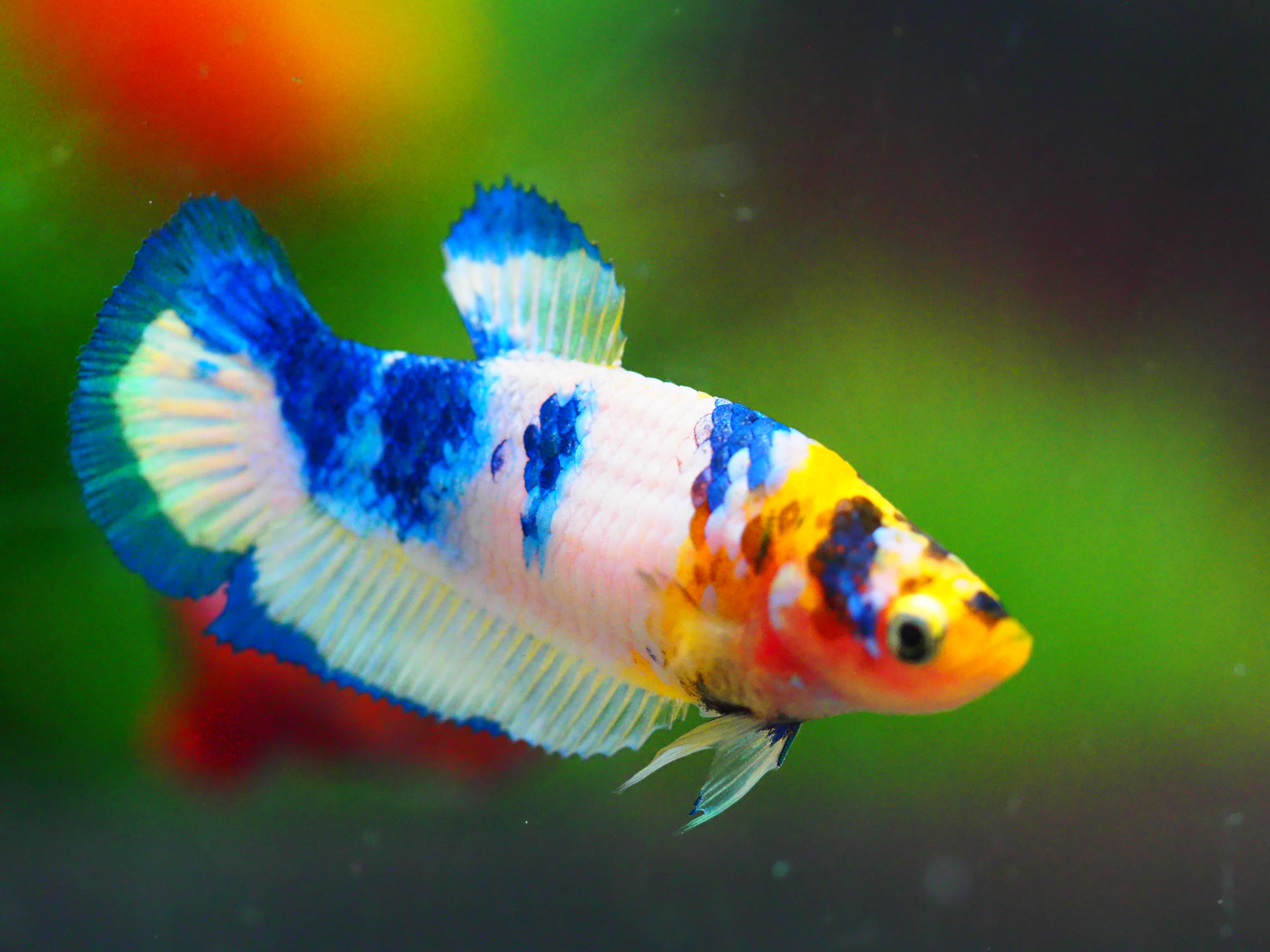 HMPK FANCY FNMALE GRADE A +++