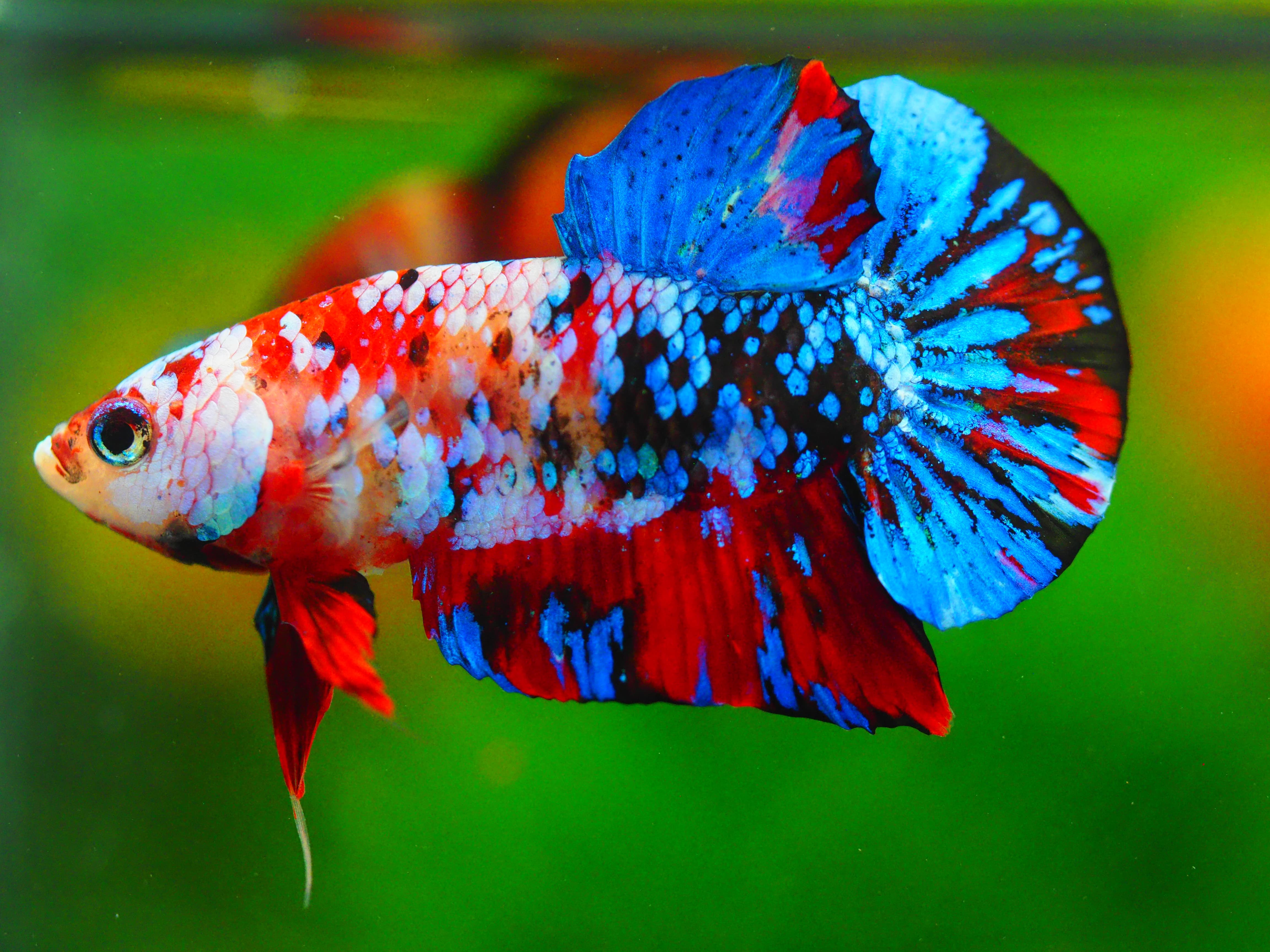 HMPK KOI GALAXY MALE GRADE A++