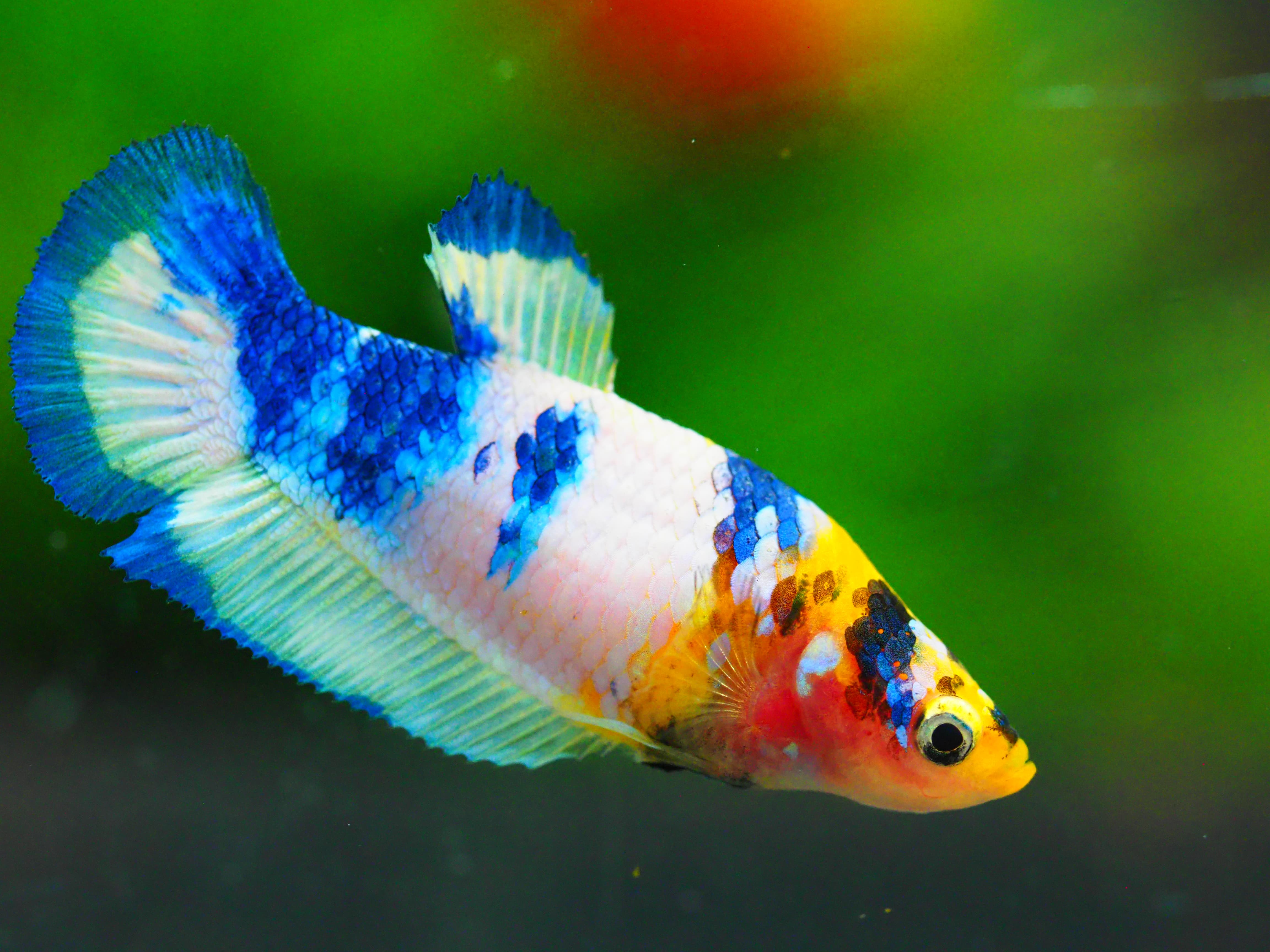 HMPK FANCY FNMALE GRADE A +++