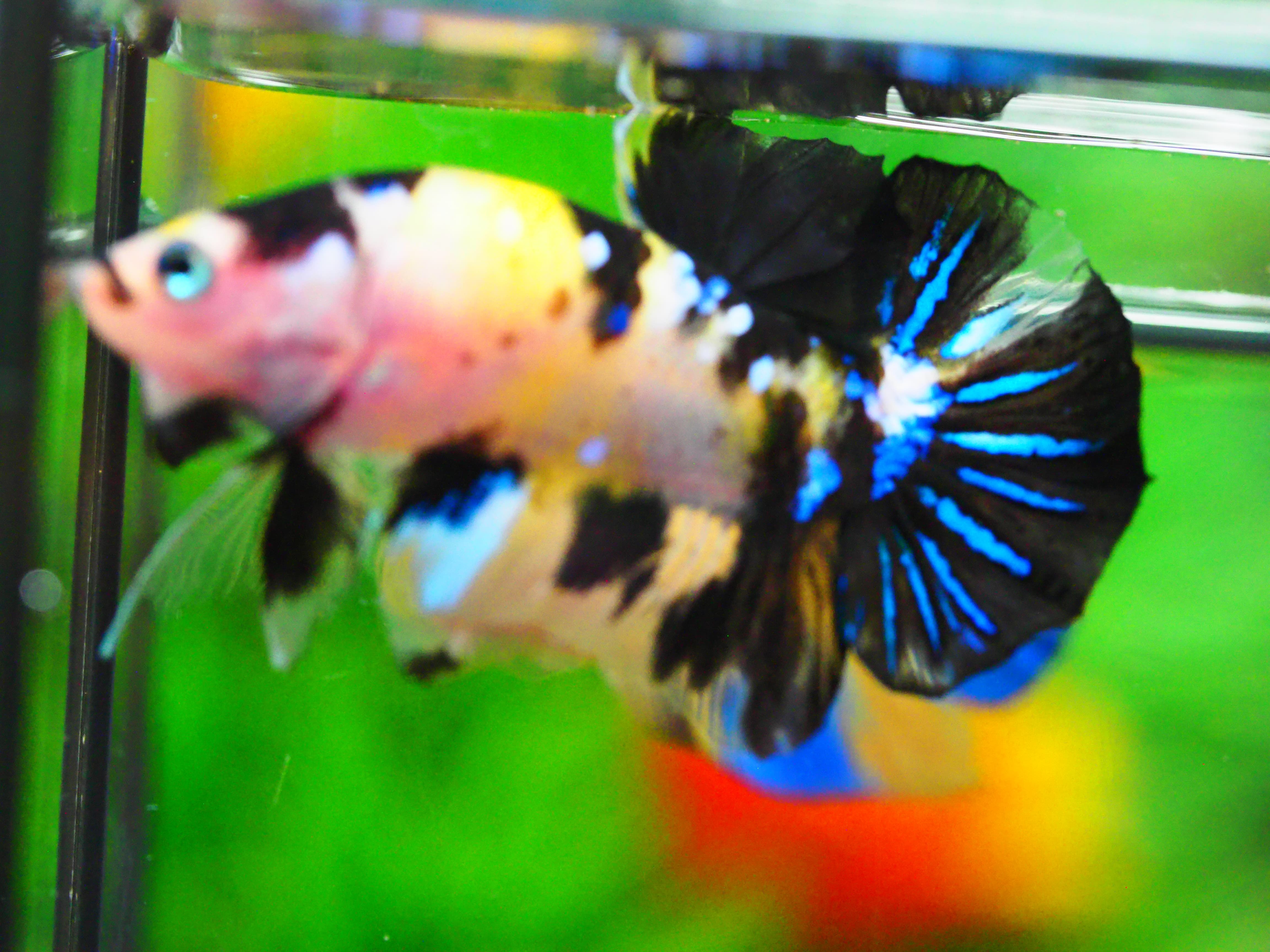 HMPK KOI YELLOW MALE GRADE A +++