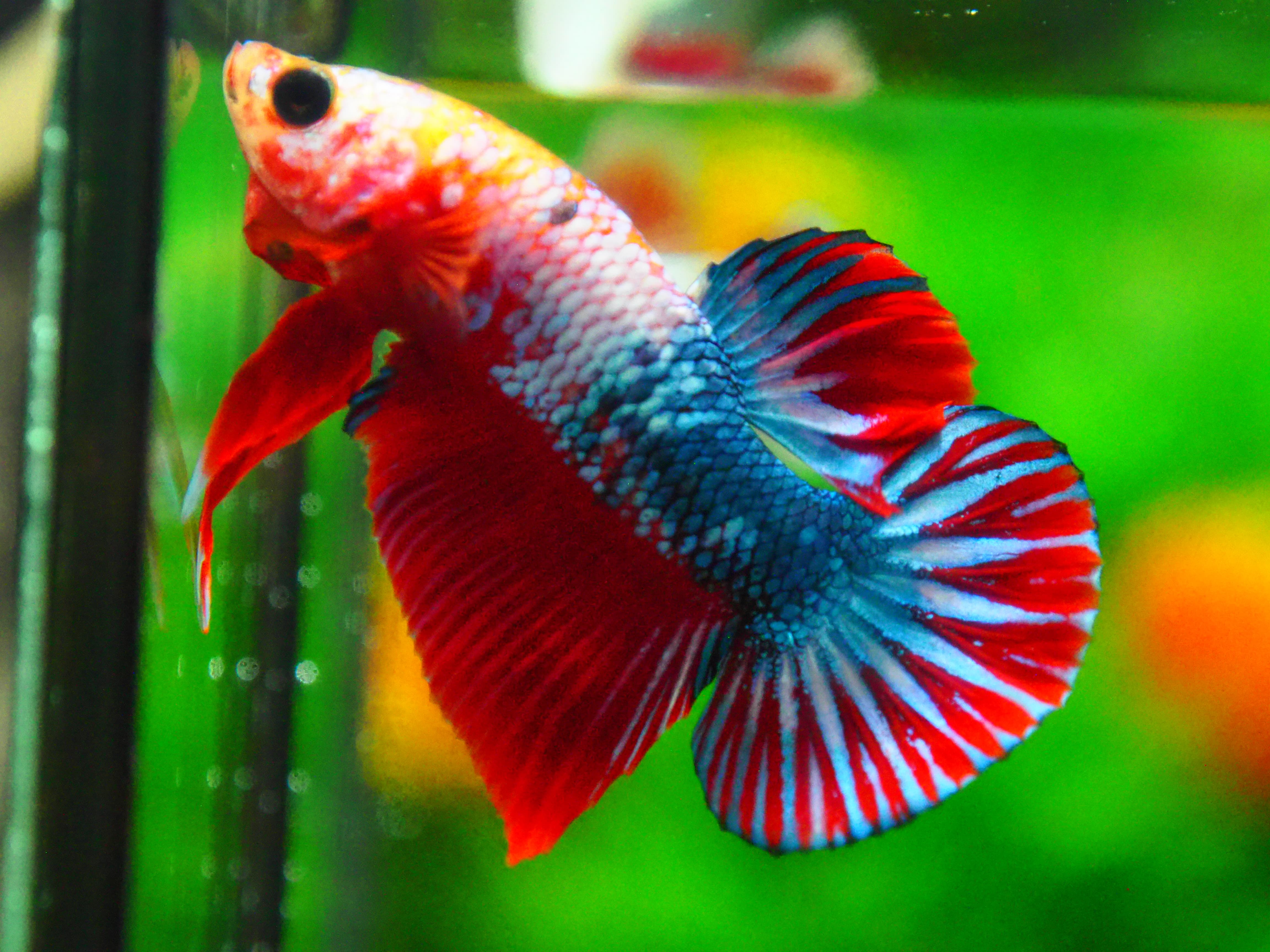 HMPK FANCY MALE GRADE A +++