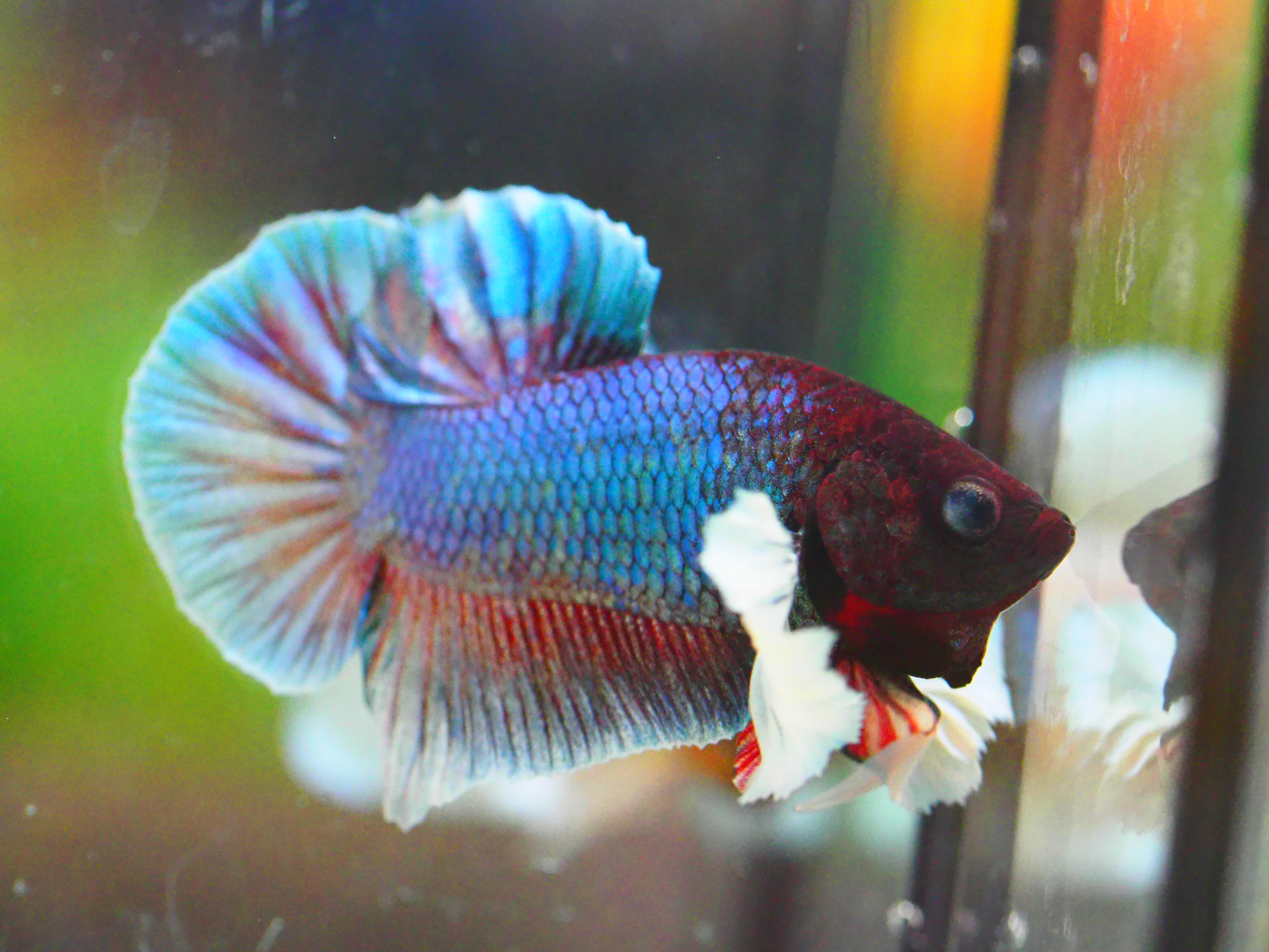 HMPK DUMBO MALE GRADE A +++