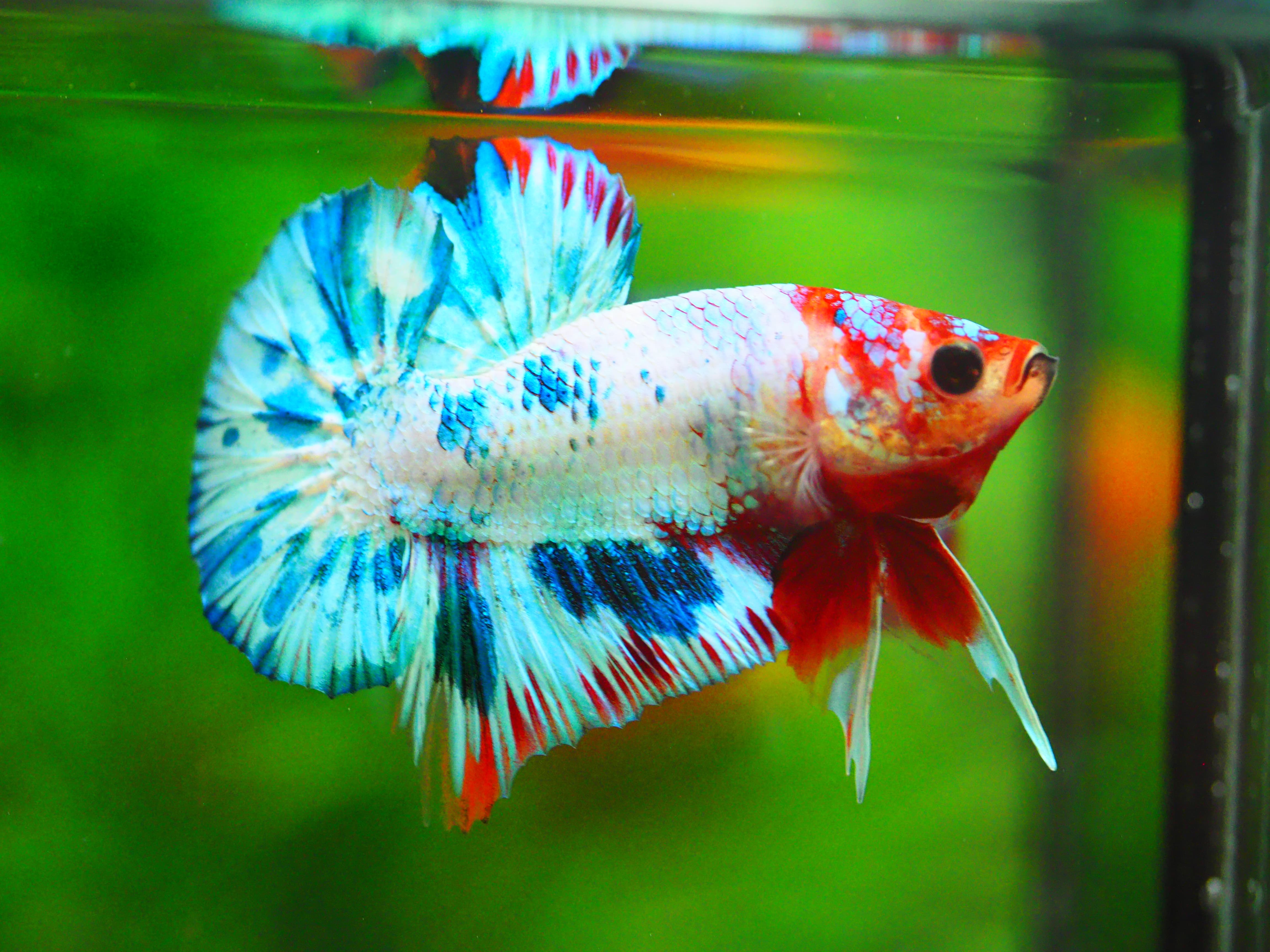 HMPK FANCY MALE GRADE A +++