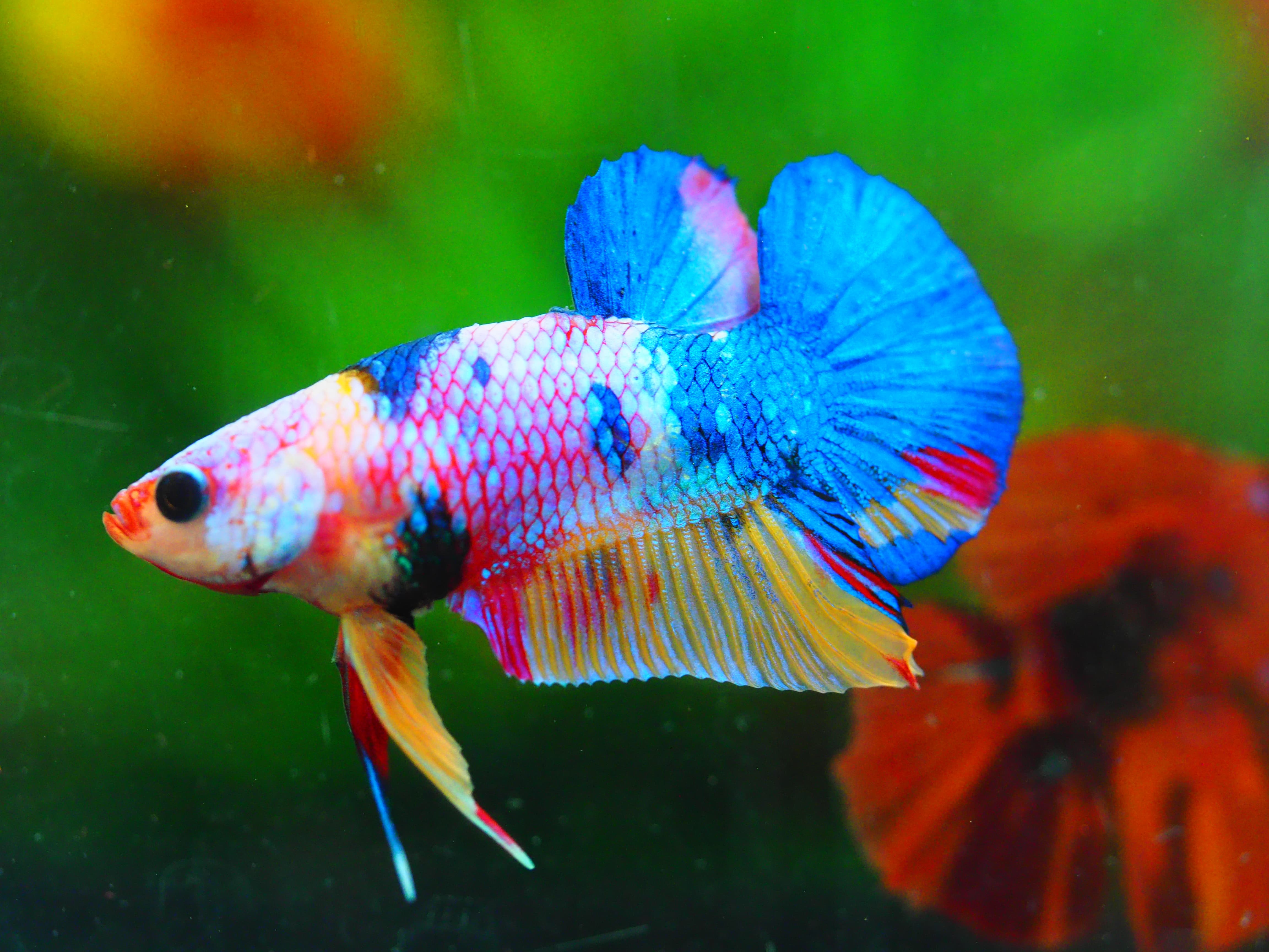 HMPK KOI FANCY MALE GRADE A+++