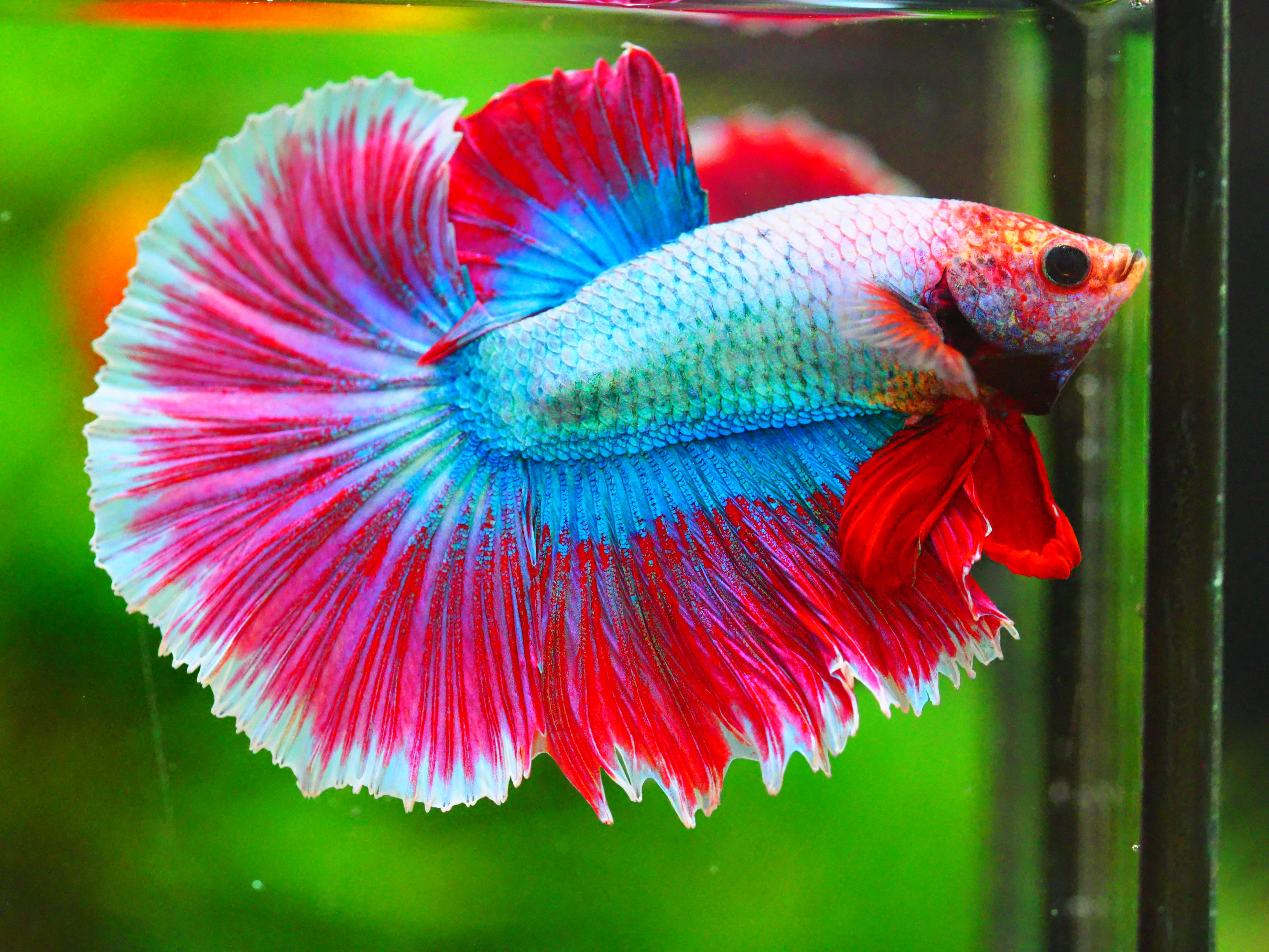 HM FANCY MALE GRADE A +++