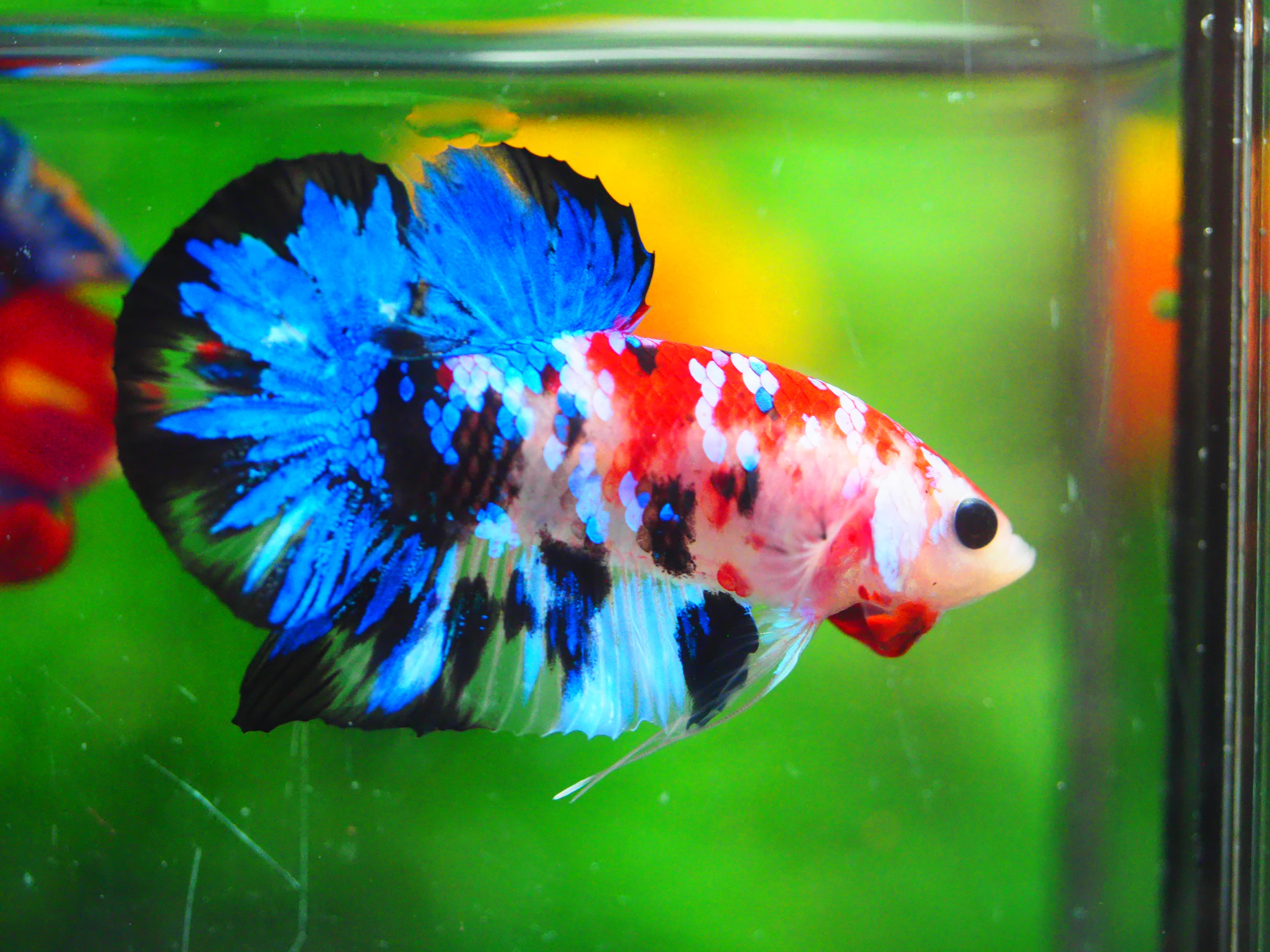 HMPK KOI GALAXY MALE GRADE A +++