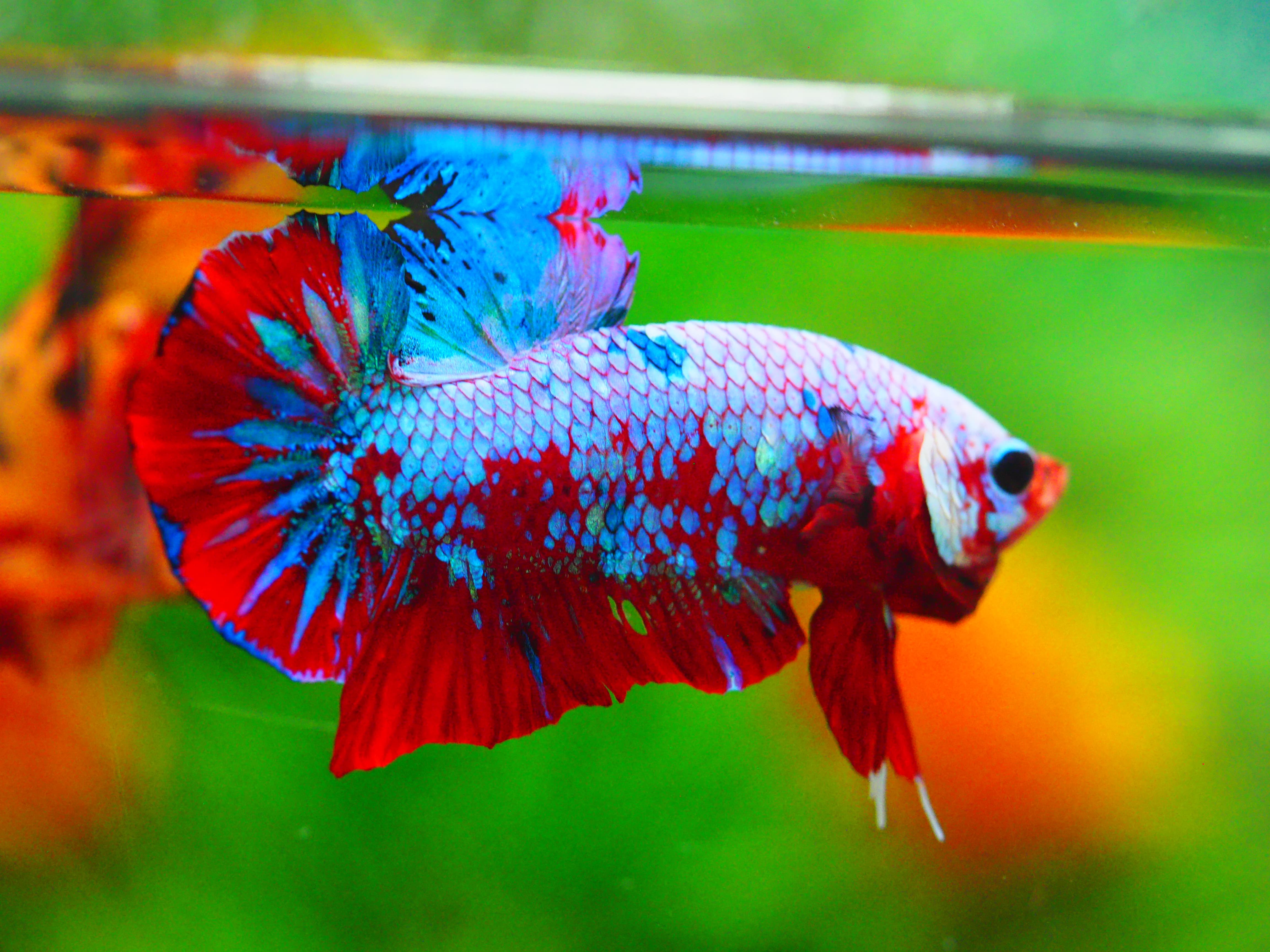 HMPK KOI GALAXY MALE GRADE A +++