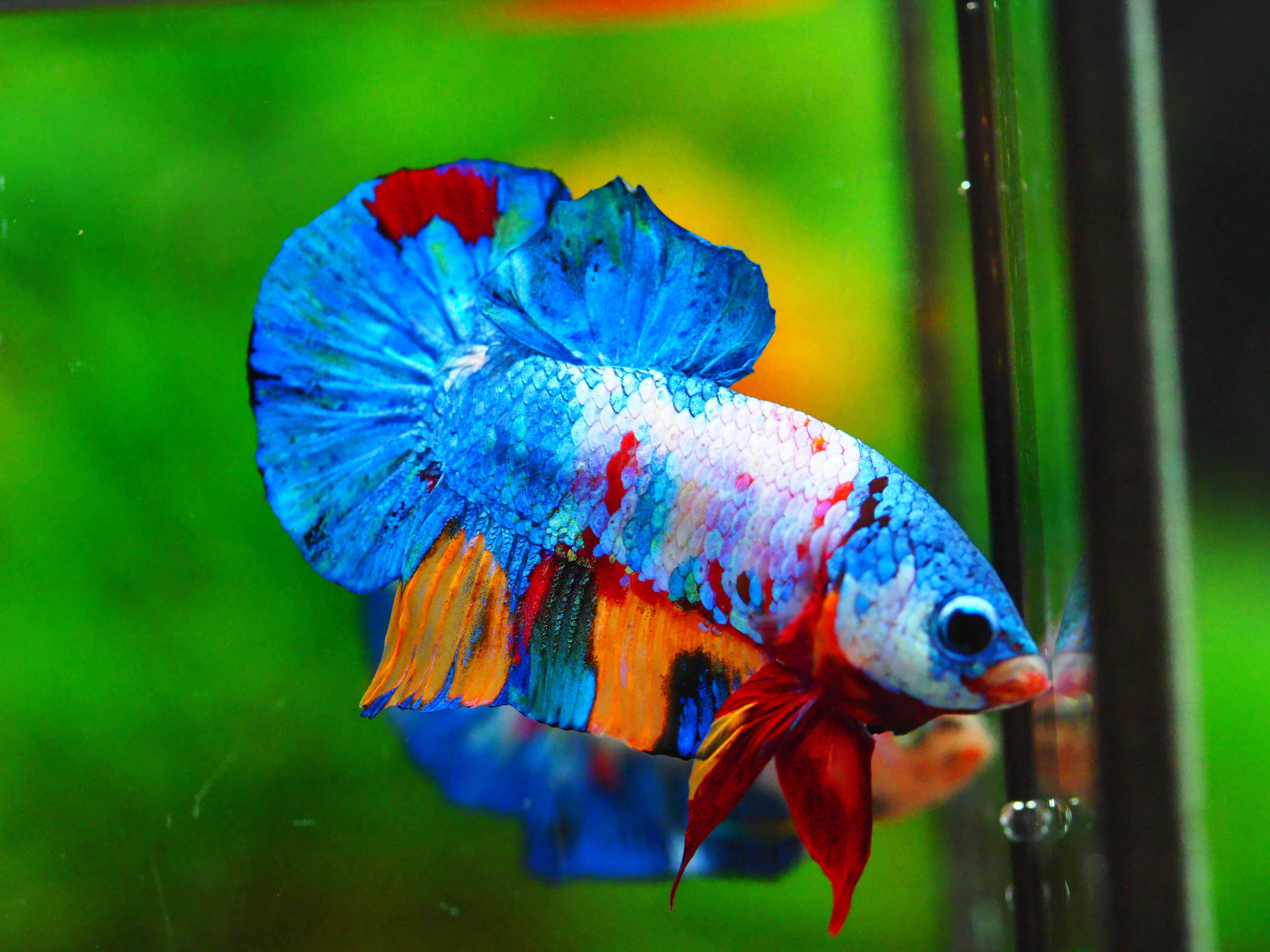 HMPK KOI GALAXY MALE GRADE A +++