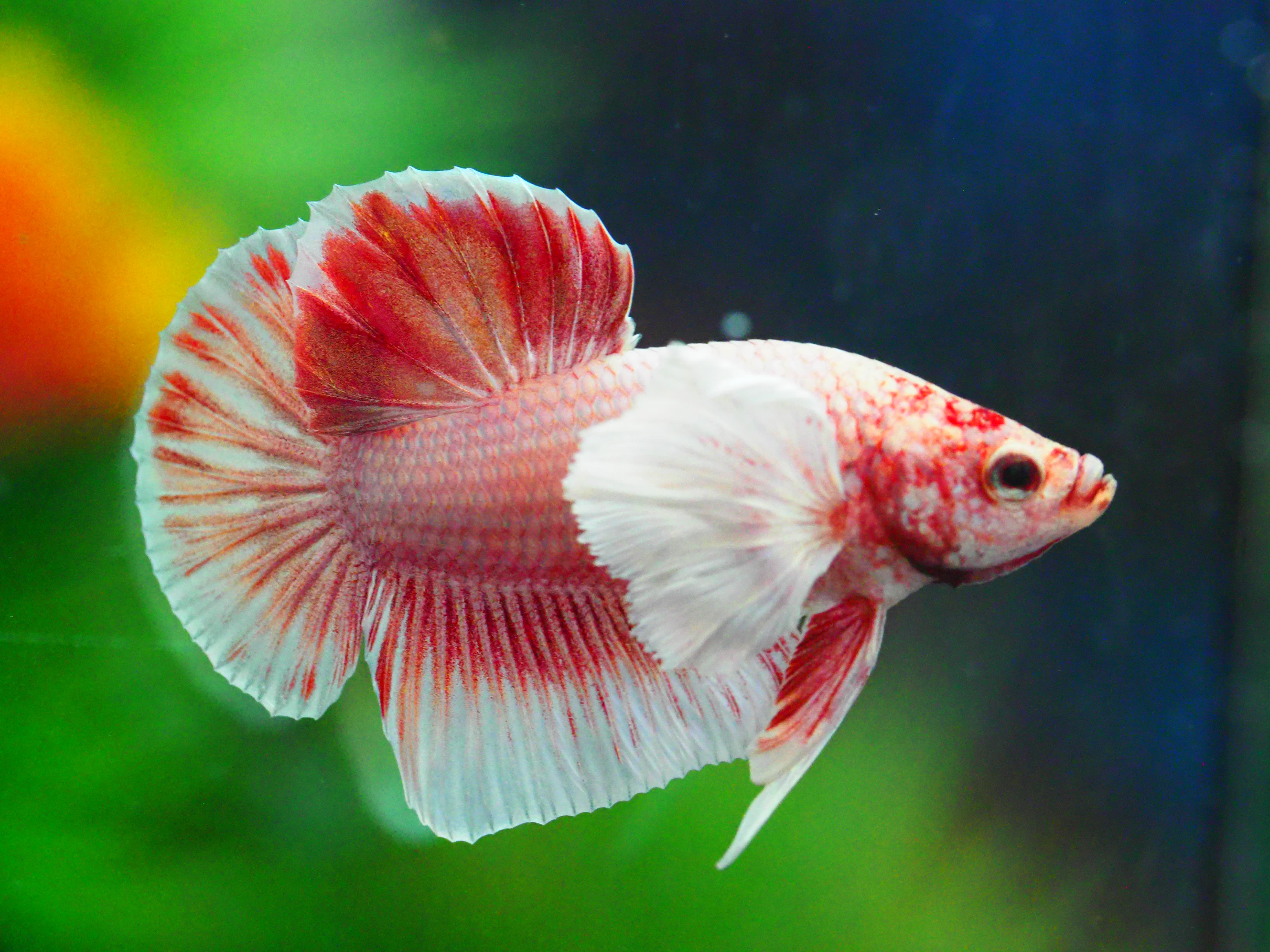 HMPK DUMBO MALE GRADE A +++