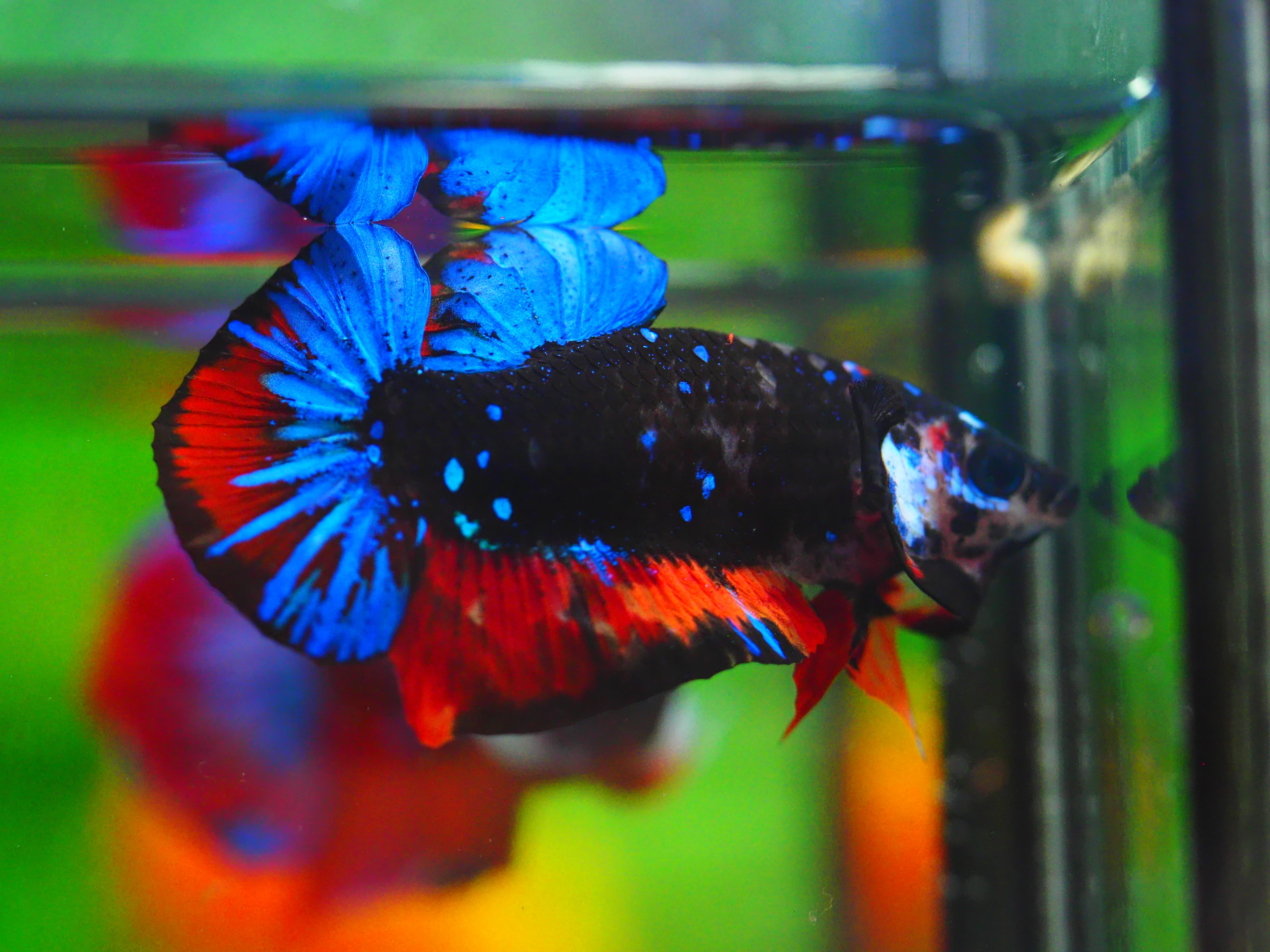 HMPK KOI GALAXY MALE GRADE A++