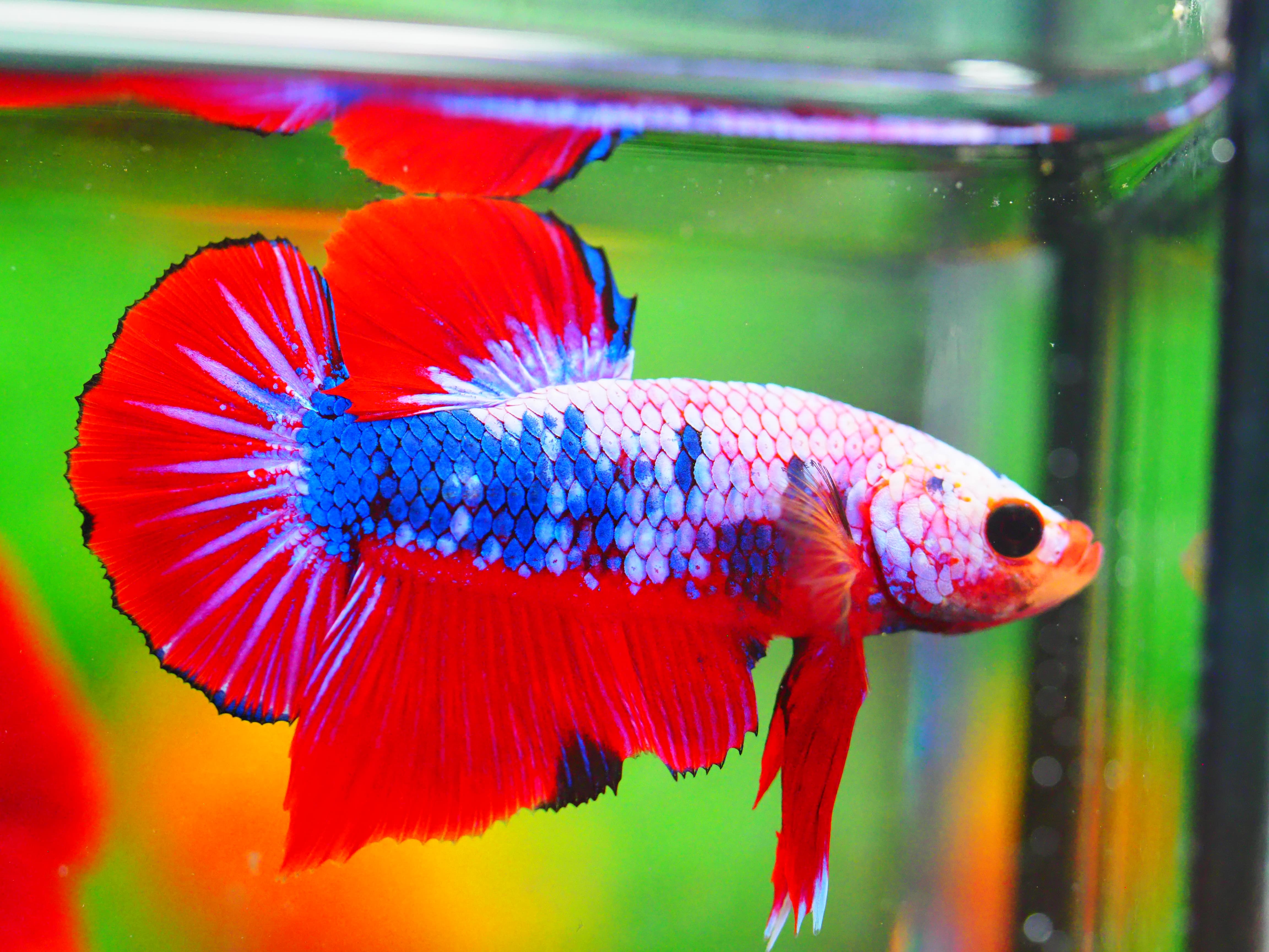 HMPK FANCY MALE GRADE A +++