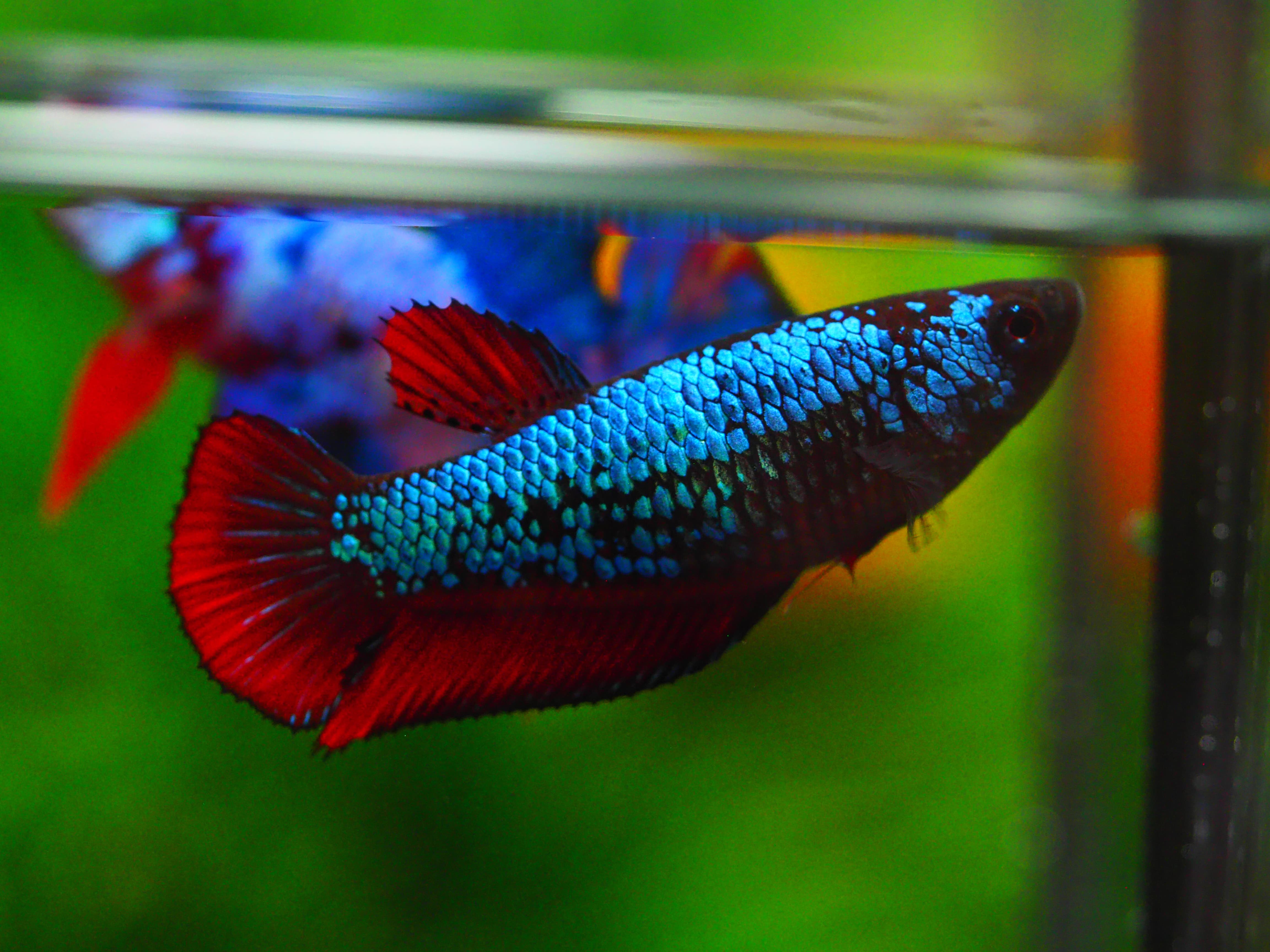 HMPK FANCY FEMALE GRADE A +++