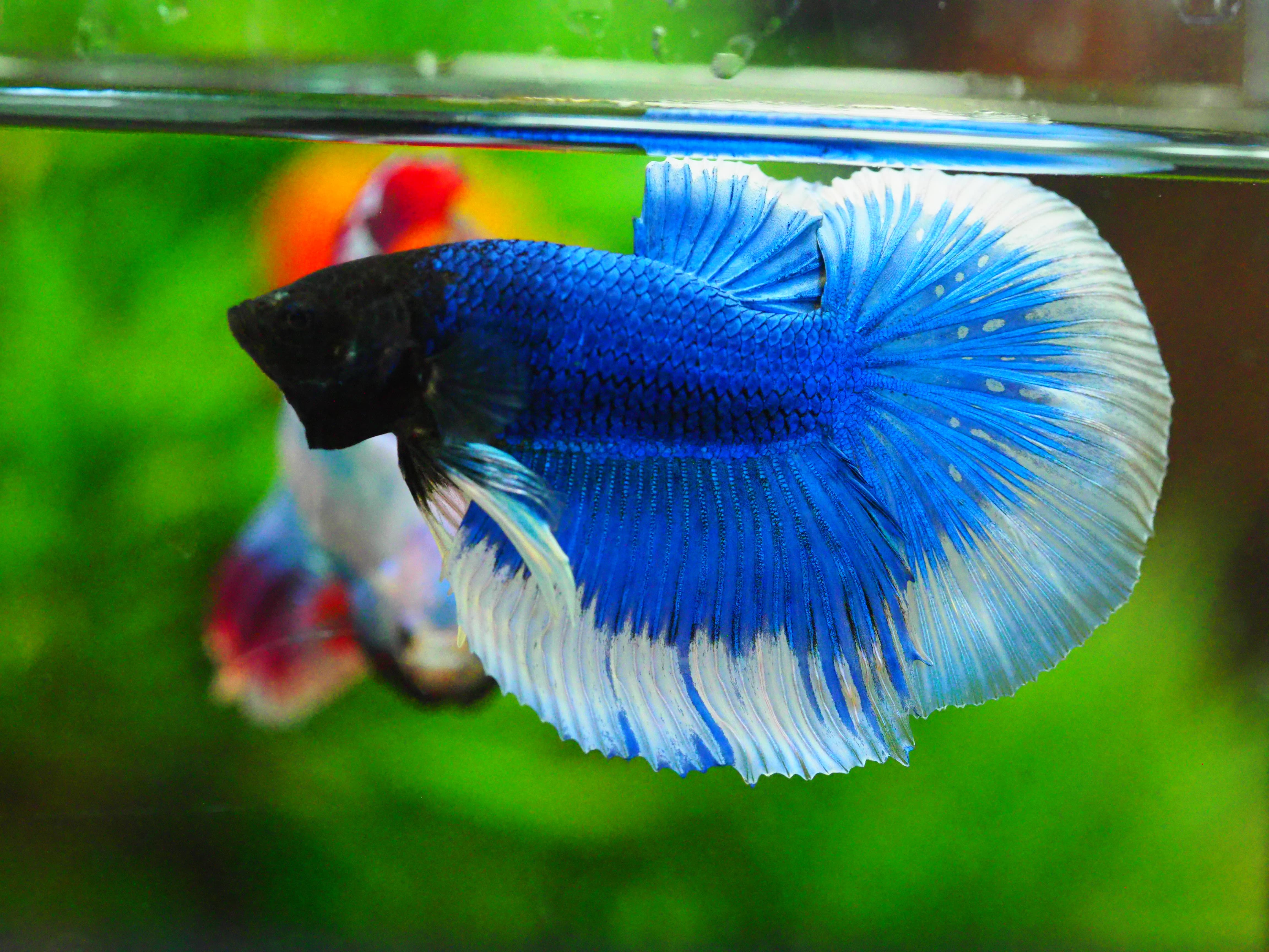 HM FANCY MALE GRADE A +++