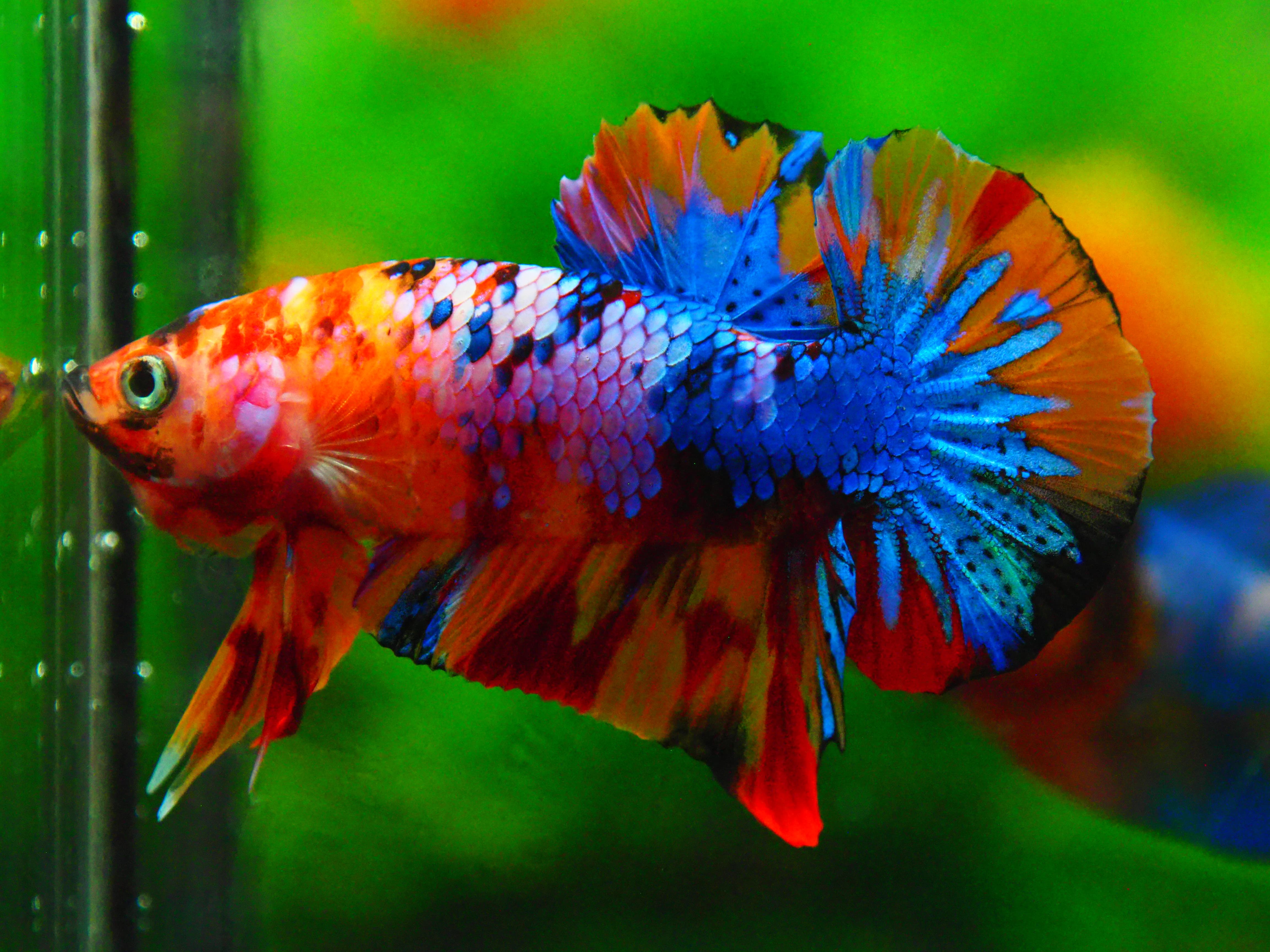 HMPK NEMO GALAXY MALE GRADE A +++