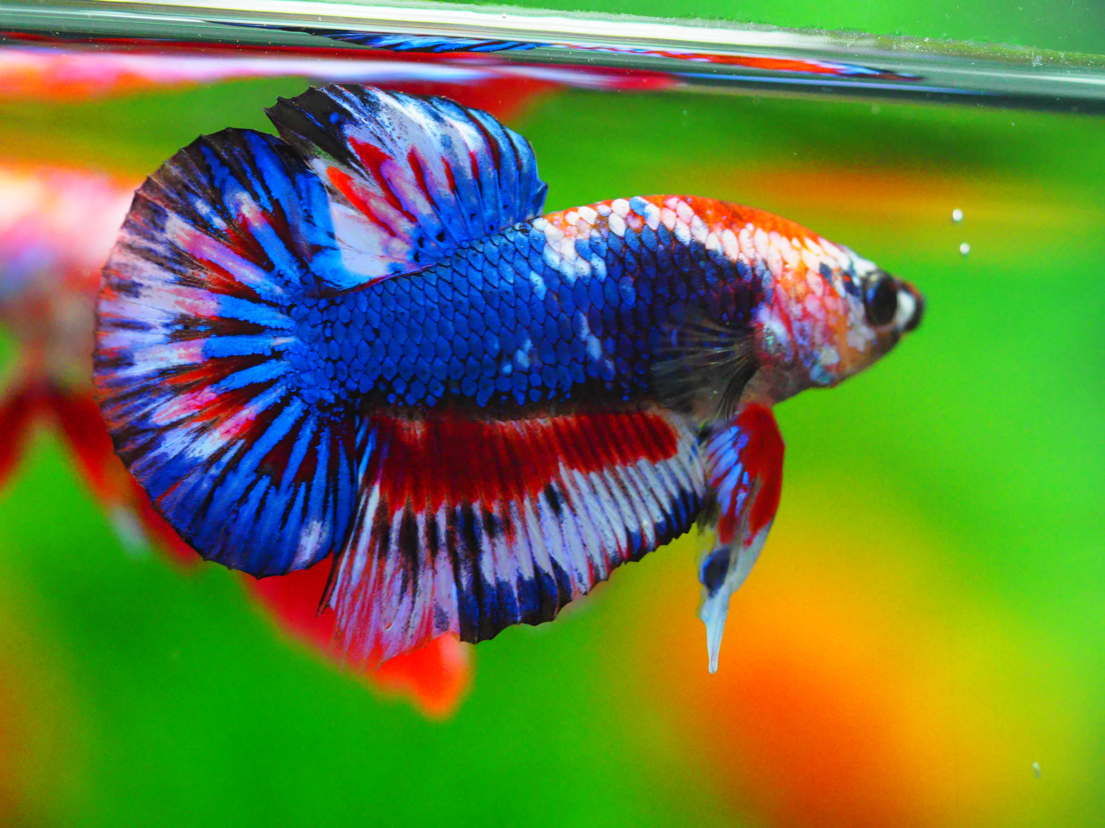 HMPK FANCY MALE GRADE A +++