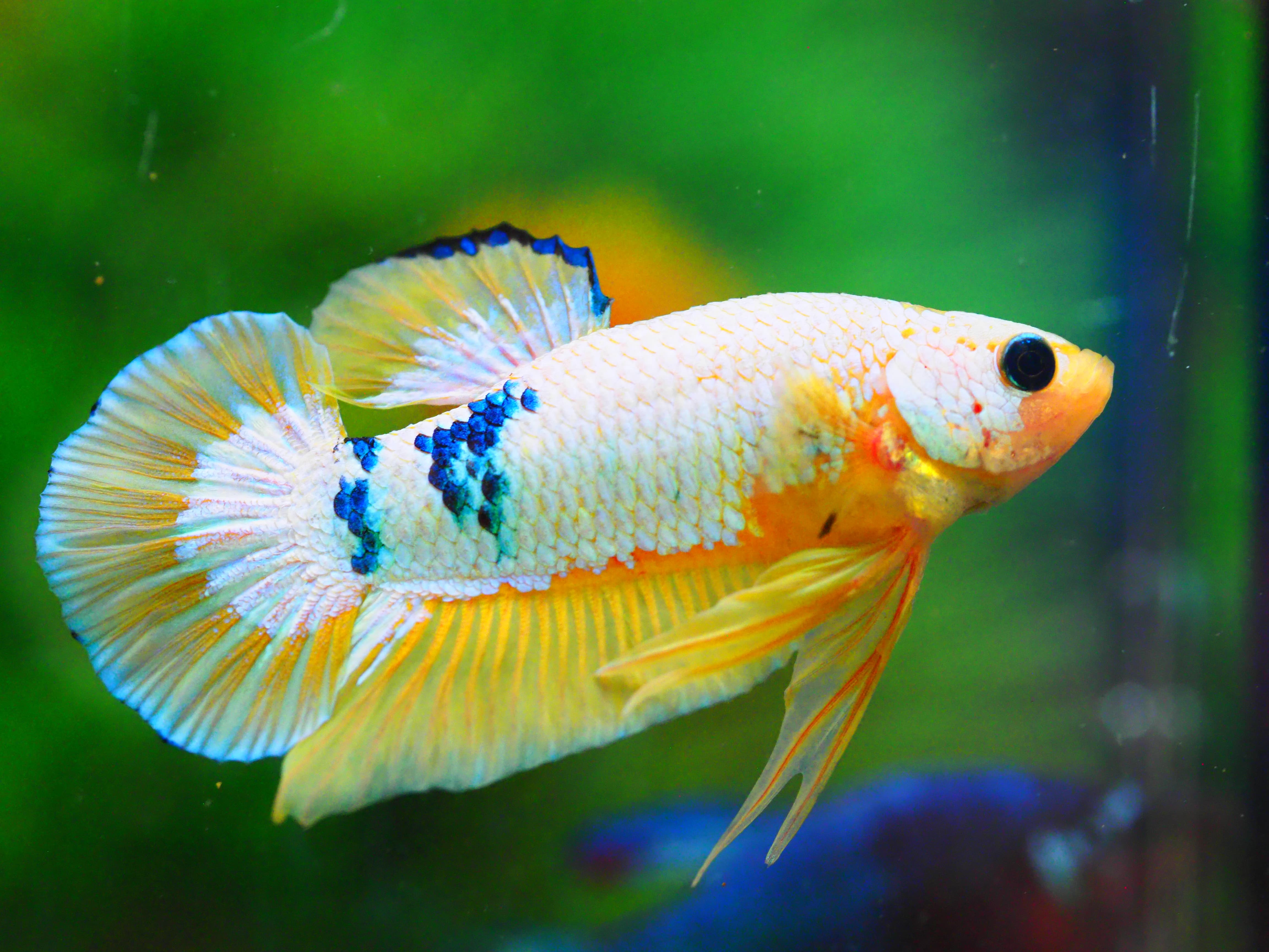 HMPK FANCY MALE GRADE A +++