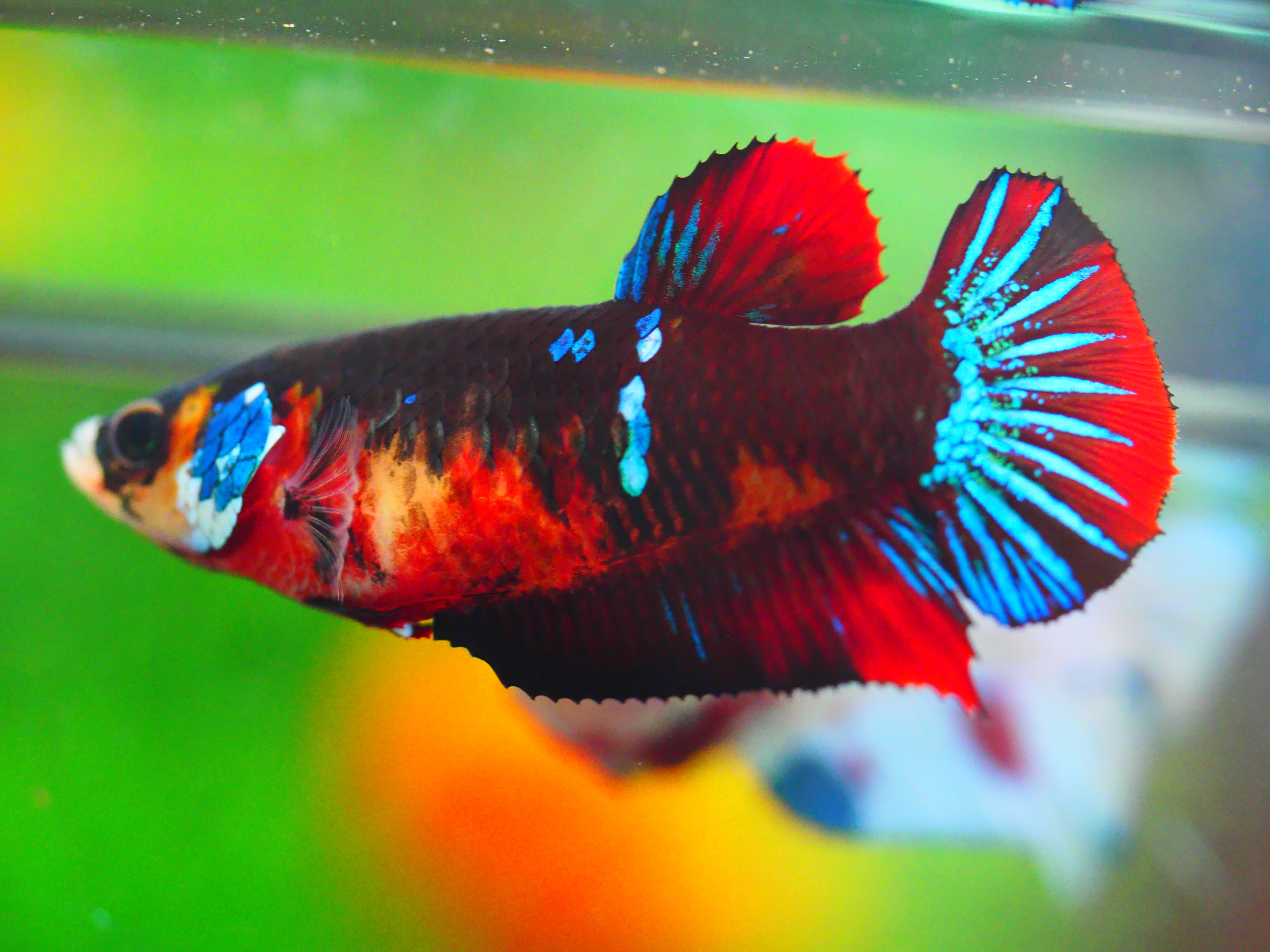 HMPK KOI GALAXY FNMALE GRADE A +++