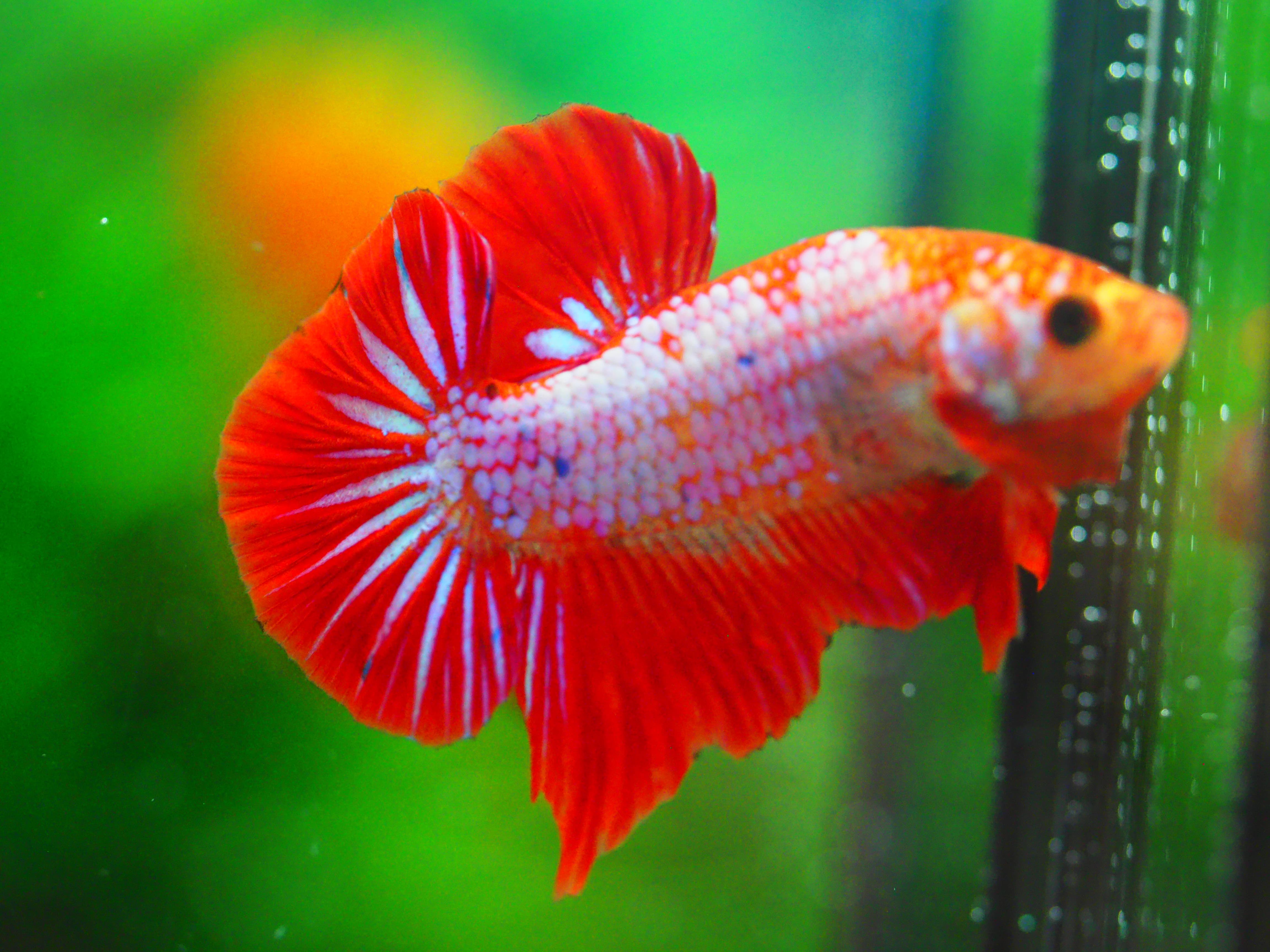 HMPK FANCY MALE GRADE A +++