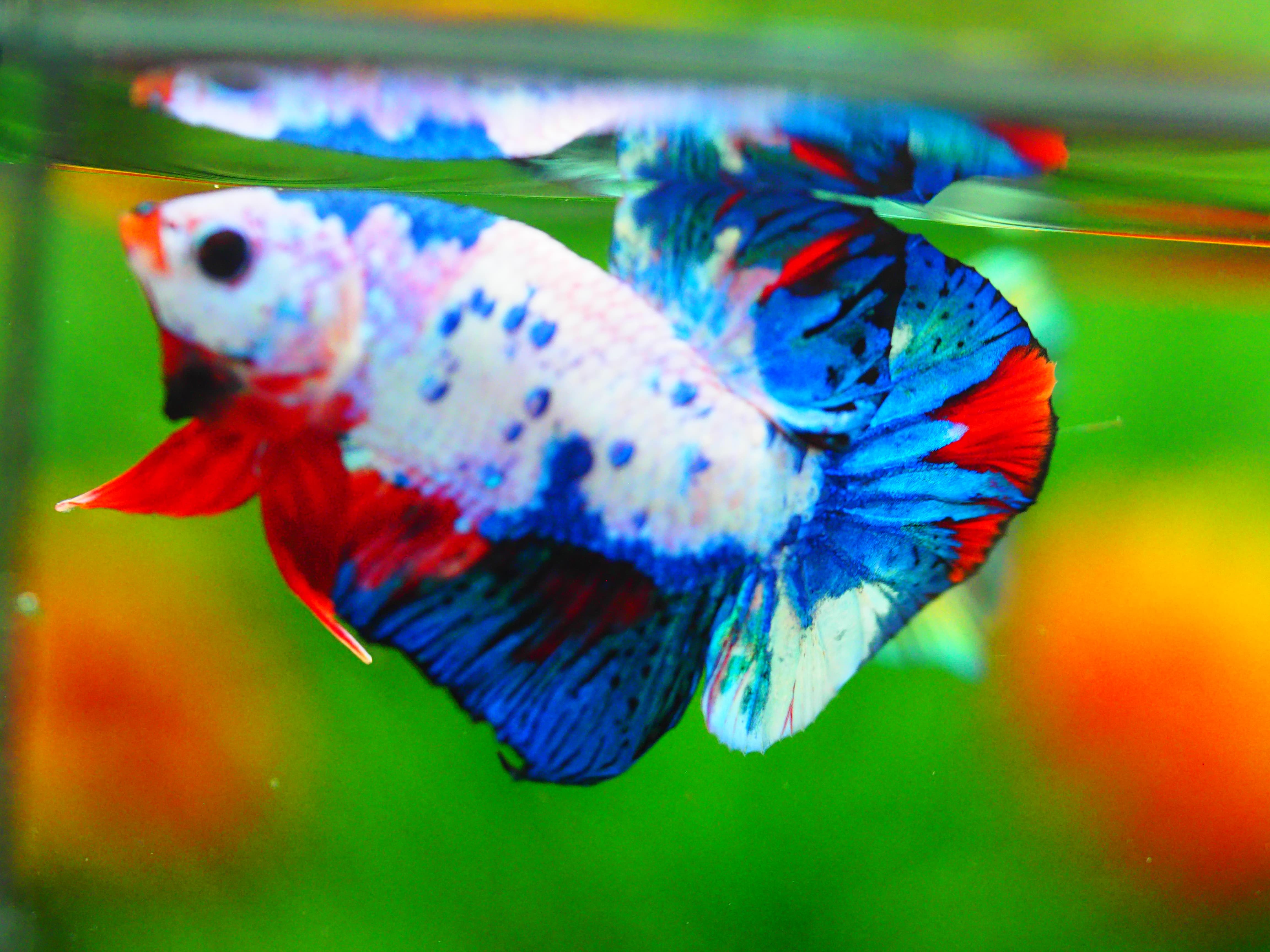 HMPK KOI FANCY MALE GRADE A +++