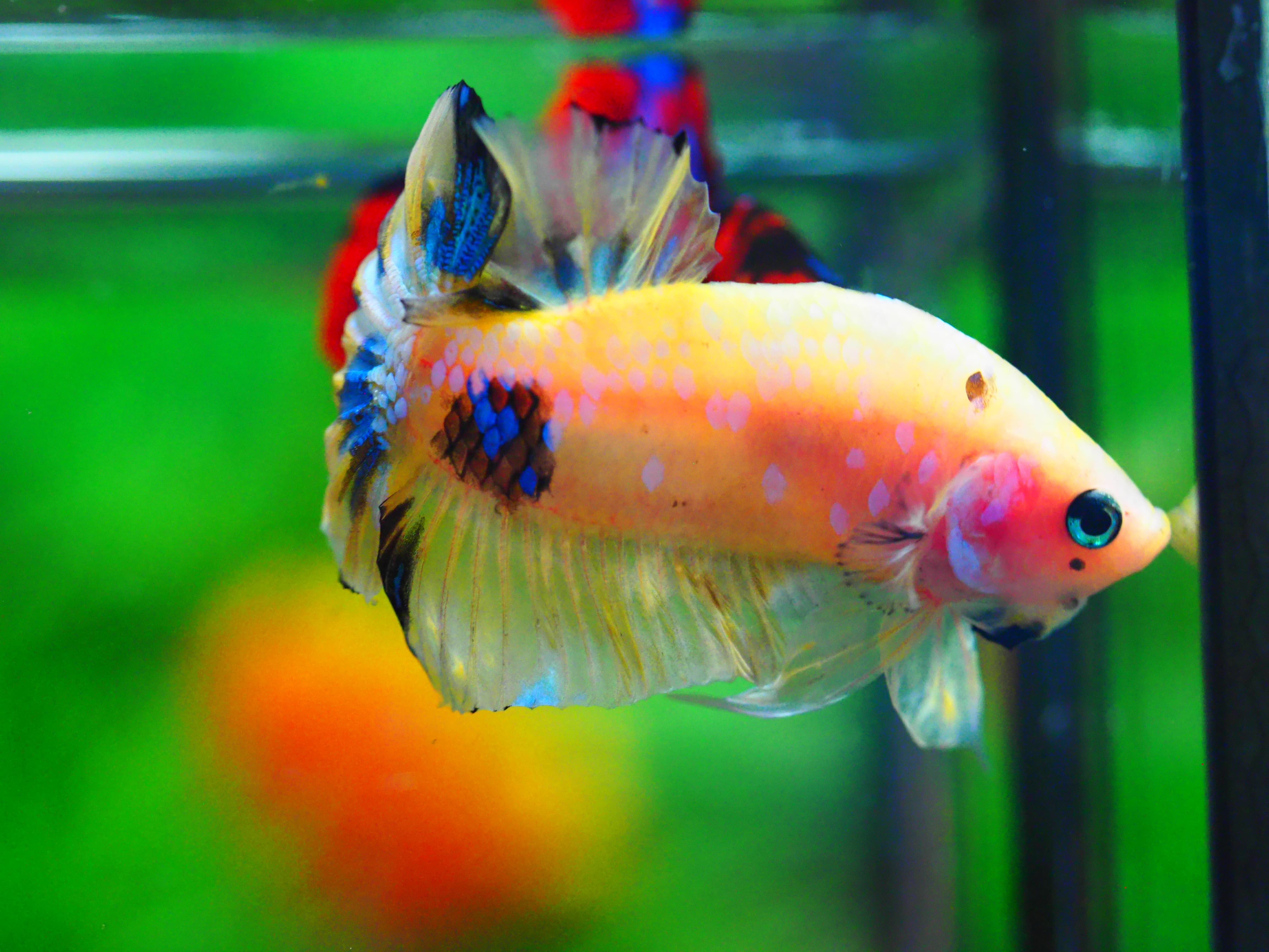 HMPK KOI YELLOW MALE GRADE A +++