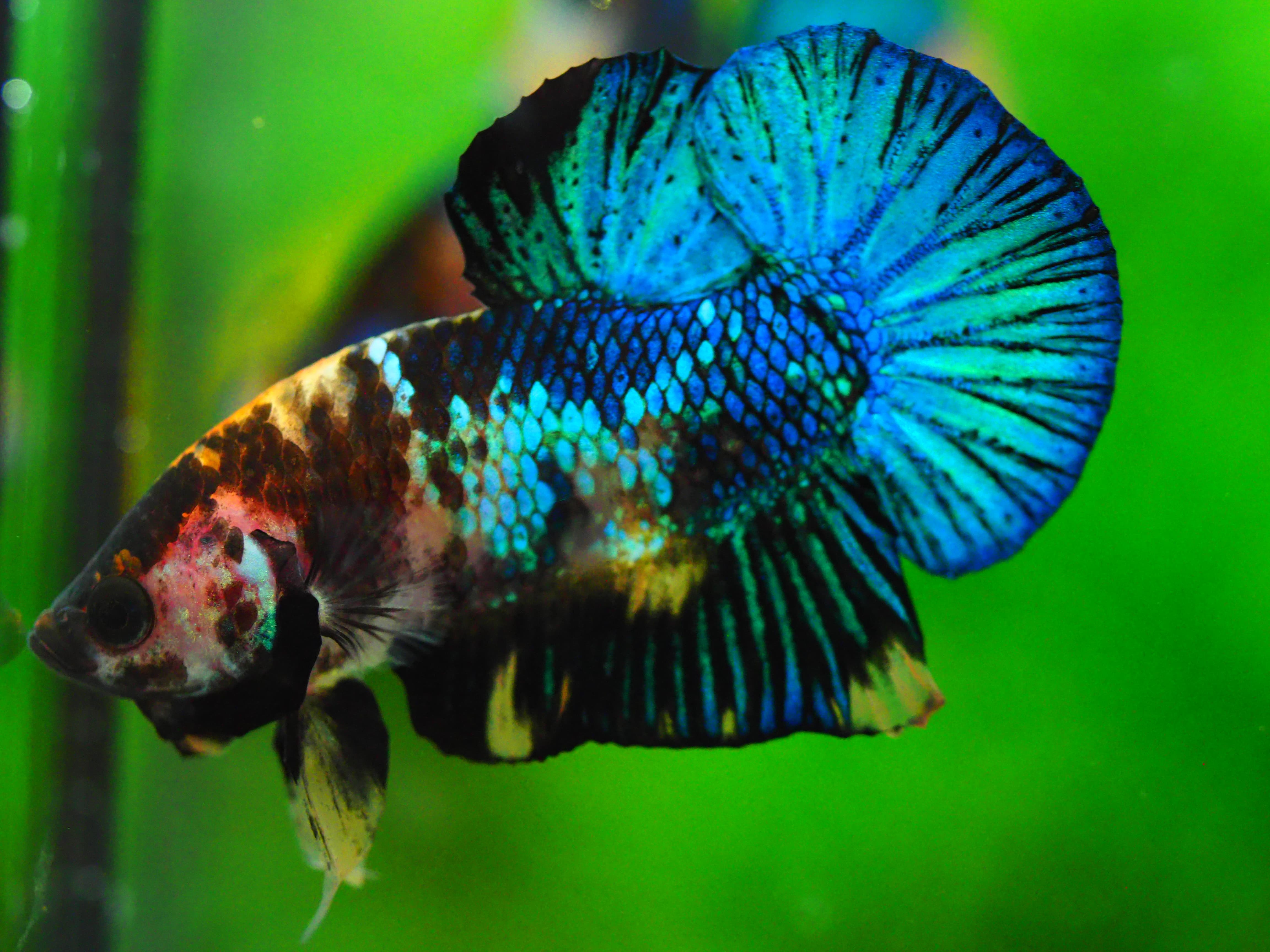 HMPK KOI FANCY MALE GRADE A +++