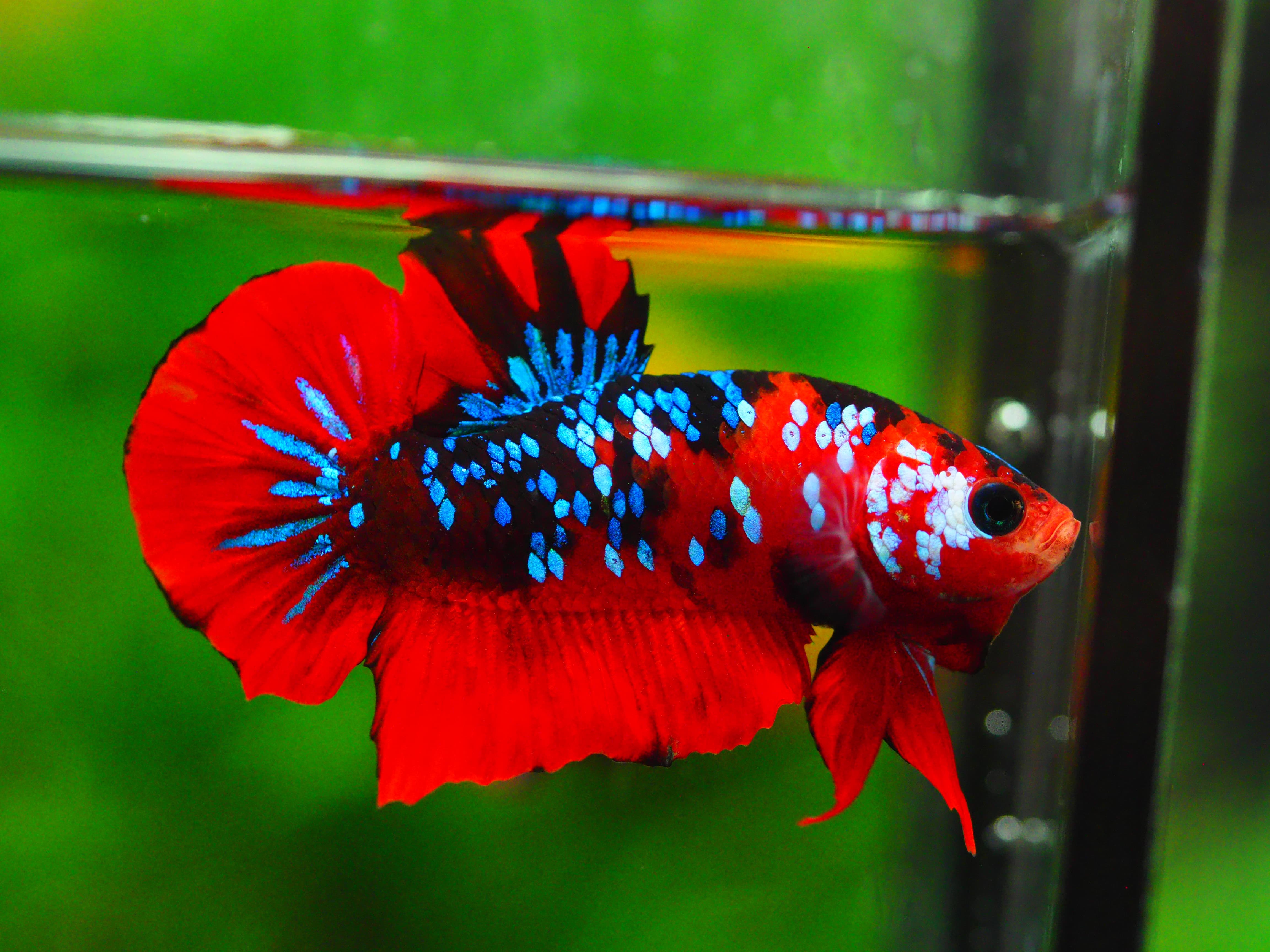 HMPK KOI GALAXY MALE GRADE A +++