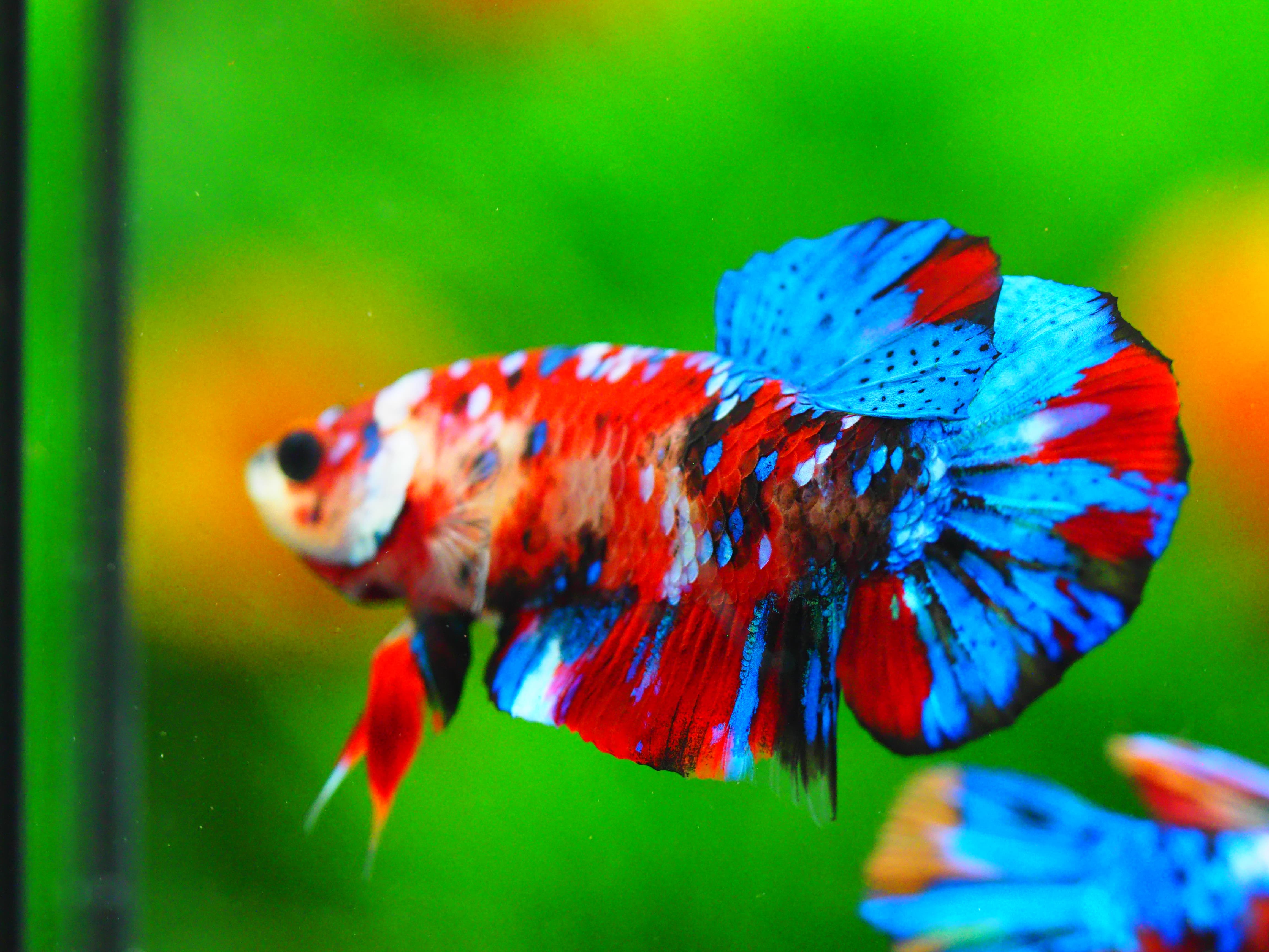 HMPK KOI GALAXY MALE GRADE A +++