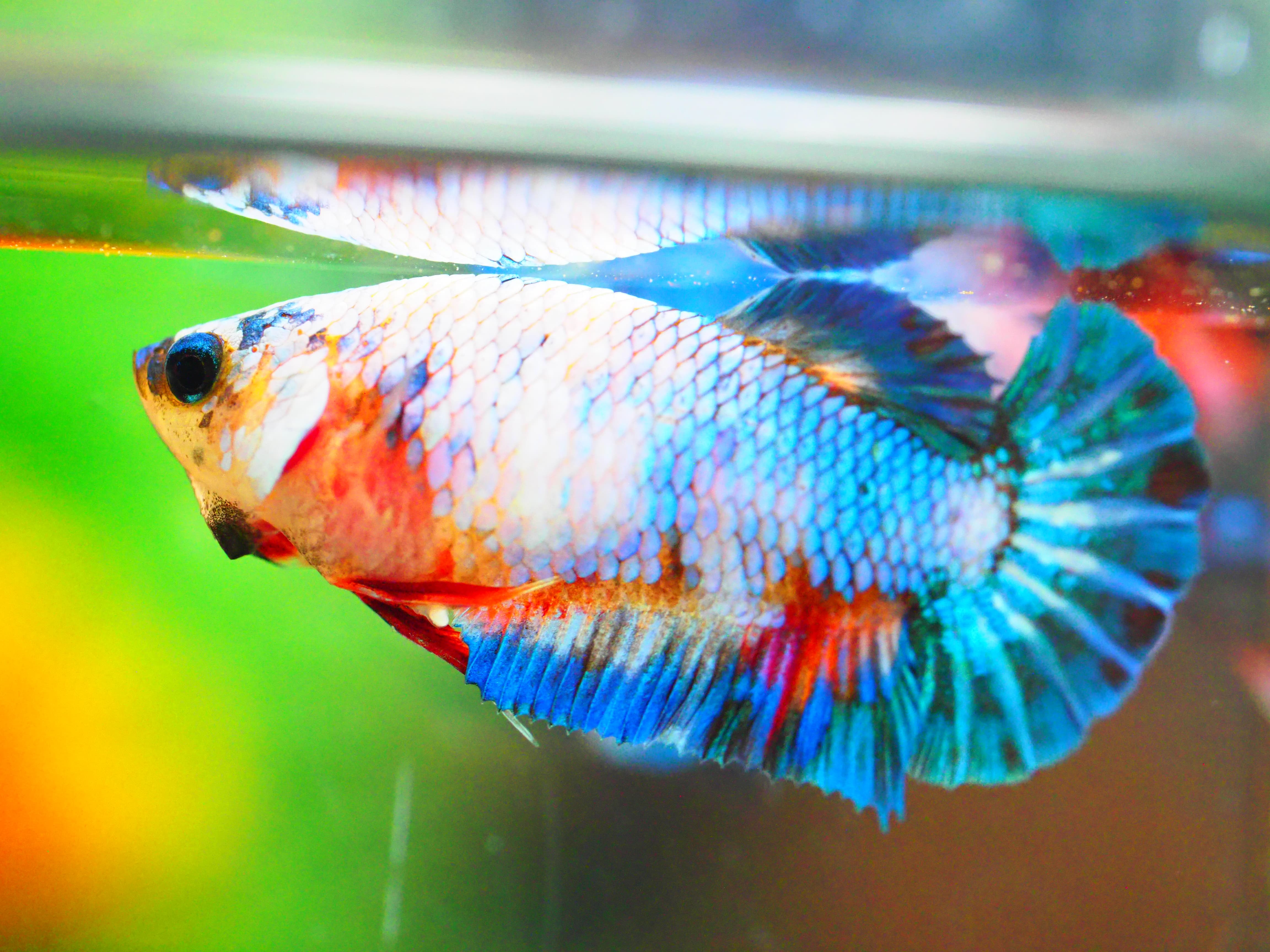 HMPK FANCY MALE GRADE A +++