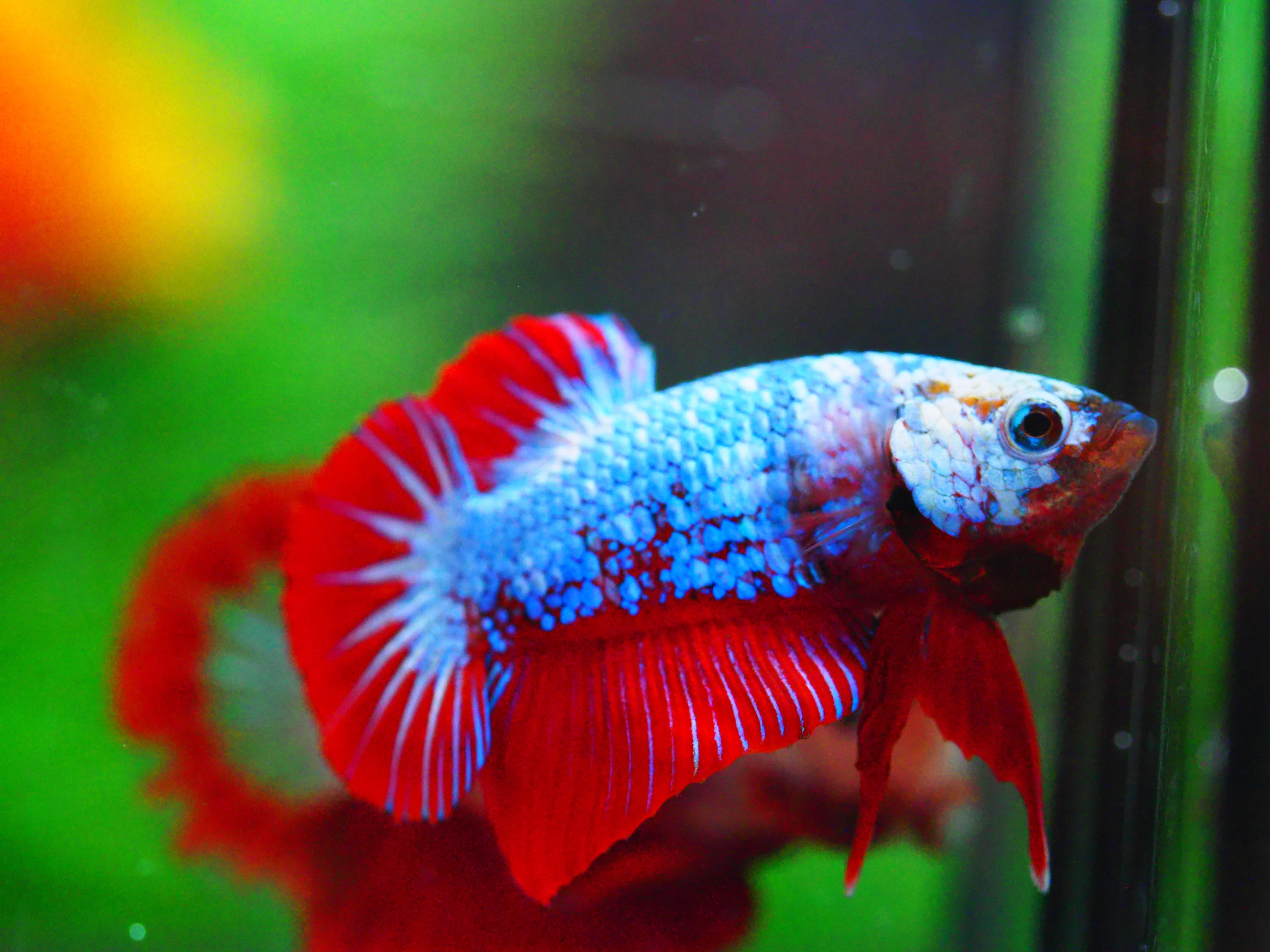 HMPK FANCY MALE GRADE A +++