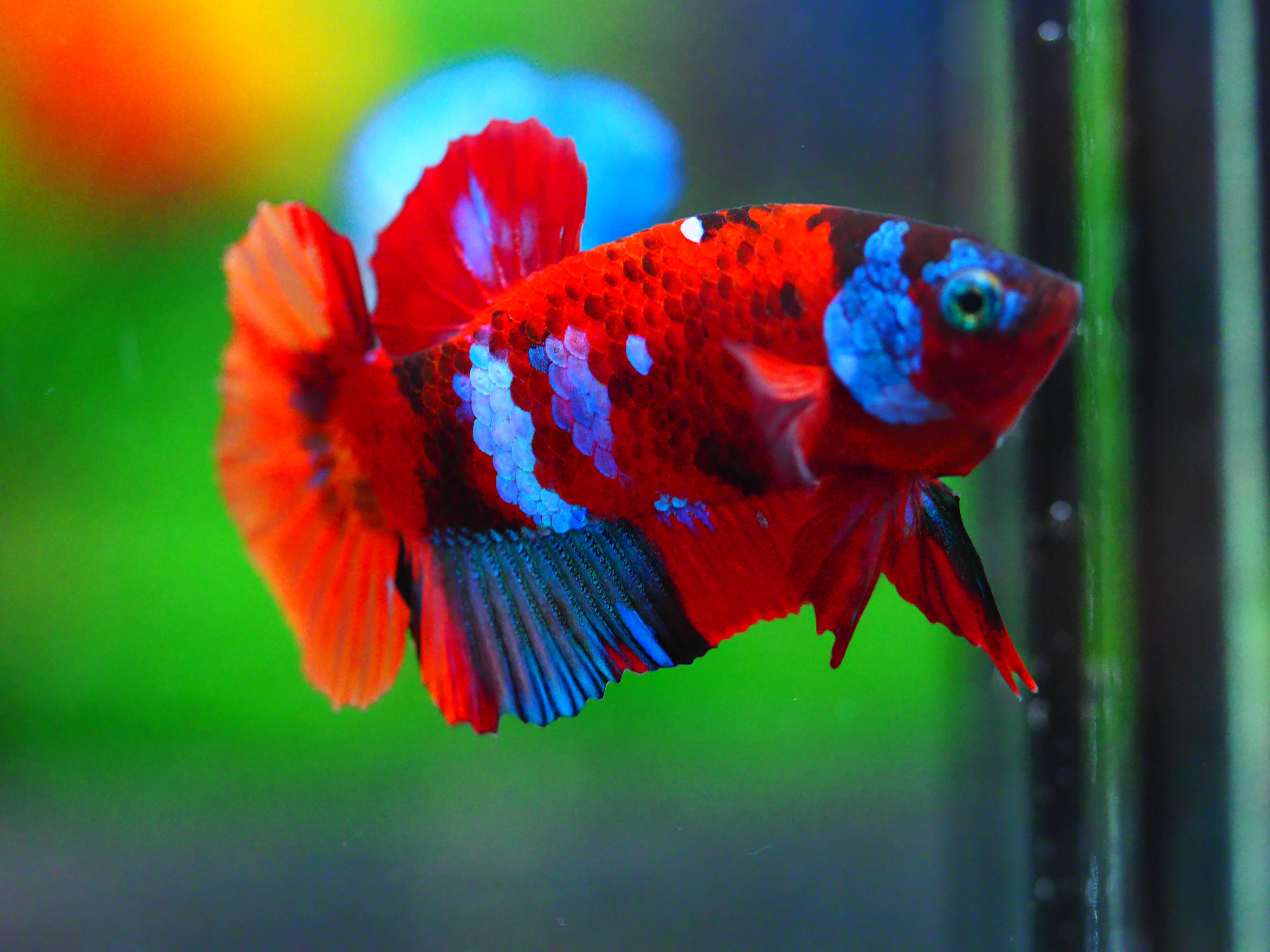 HMPK NEMO GALAXY MALE GRADE A +++