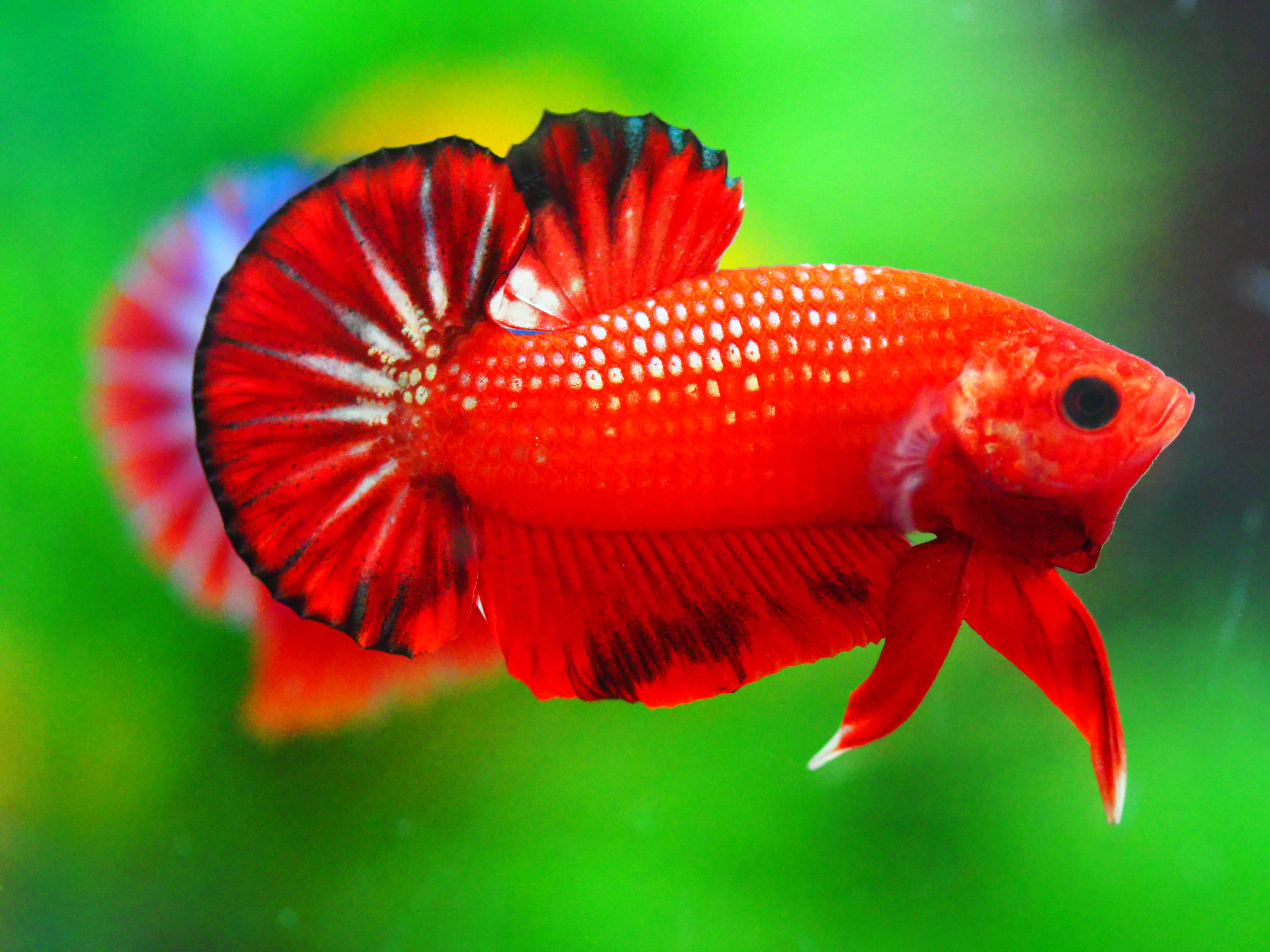 HMPK FANCY MALE GRADE A +++