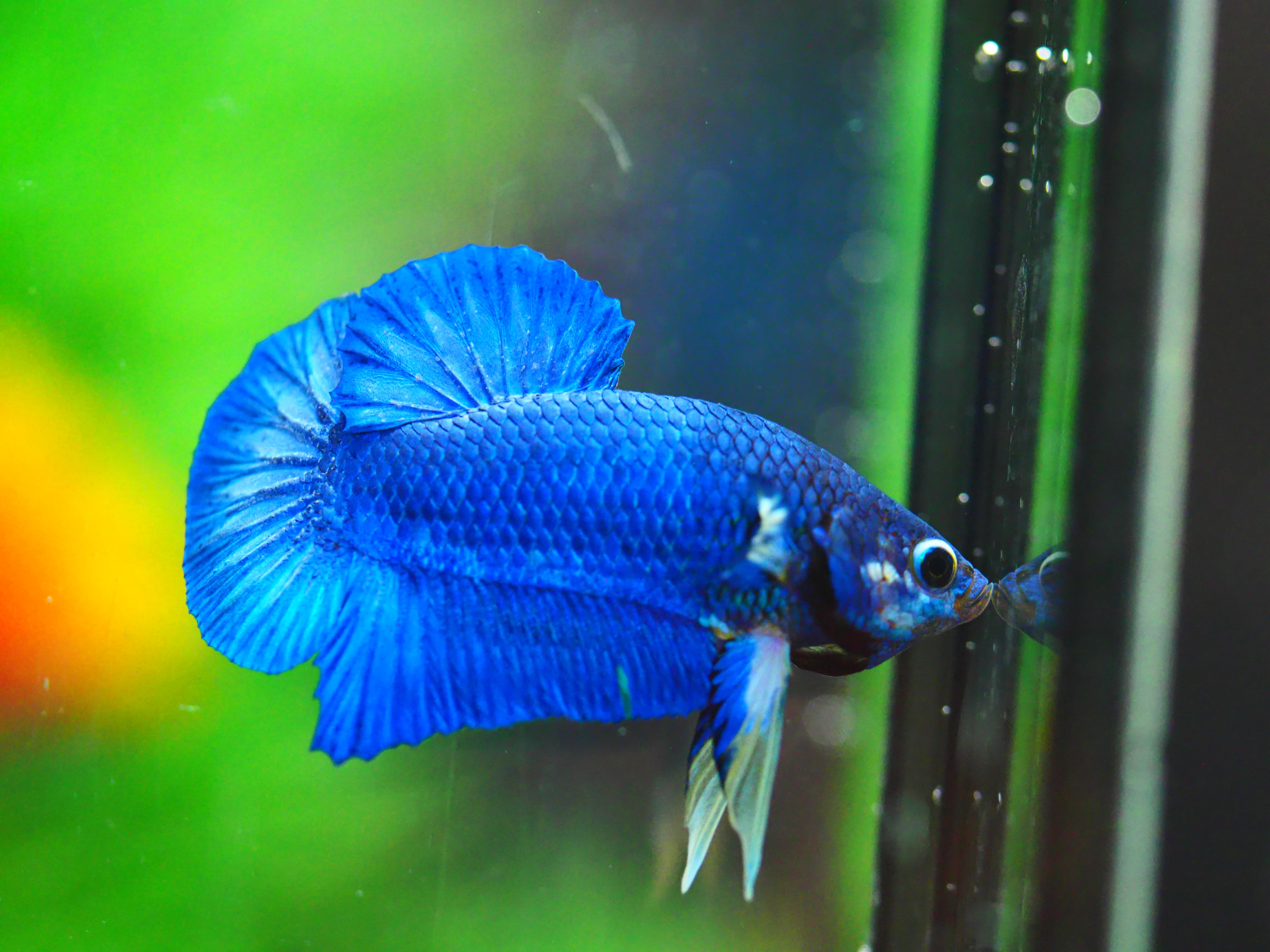 HMPK FANCY MALE GRADE A +++