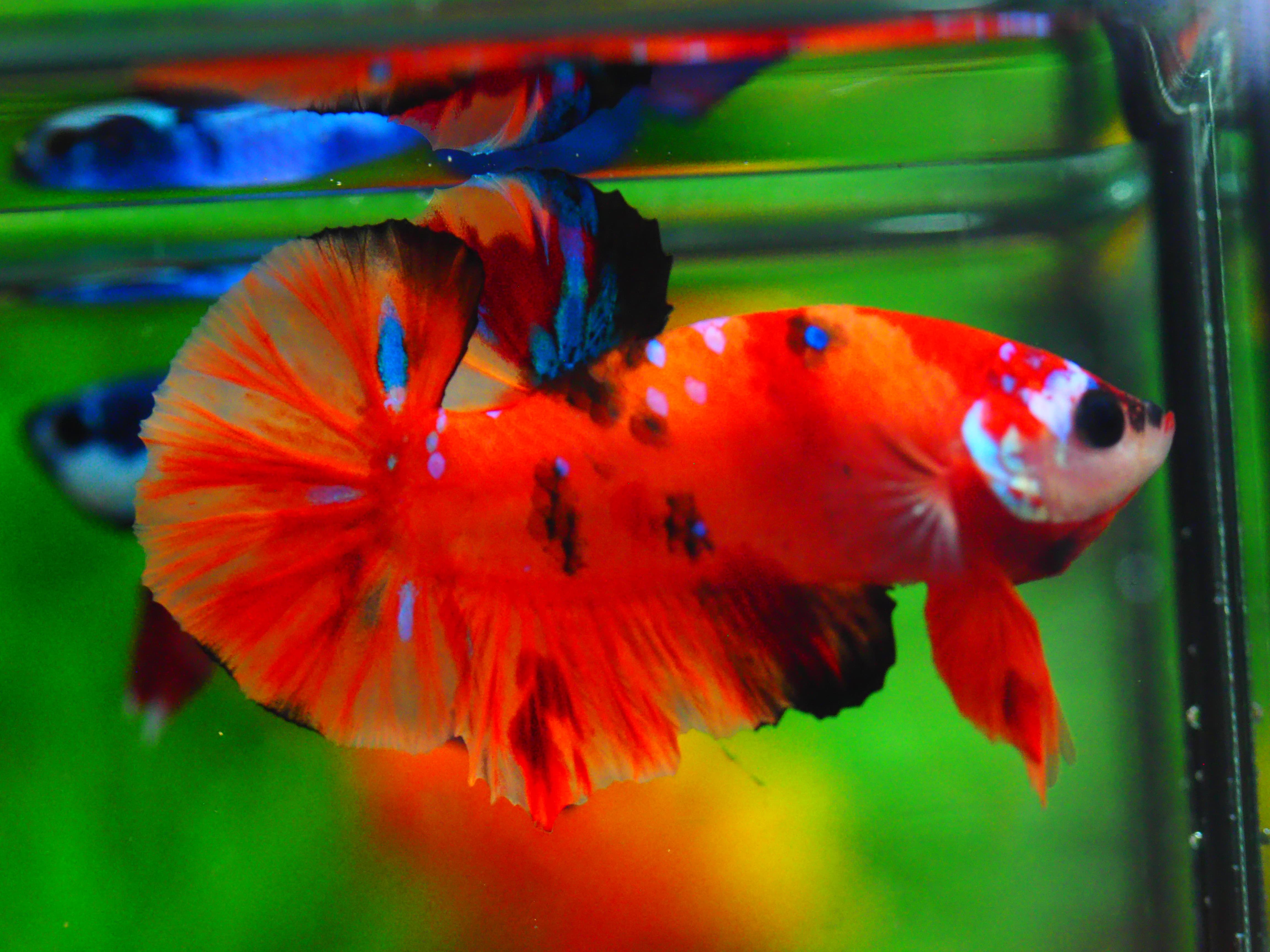 HMPK NEMO MALE GRADE A +++