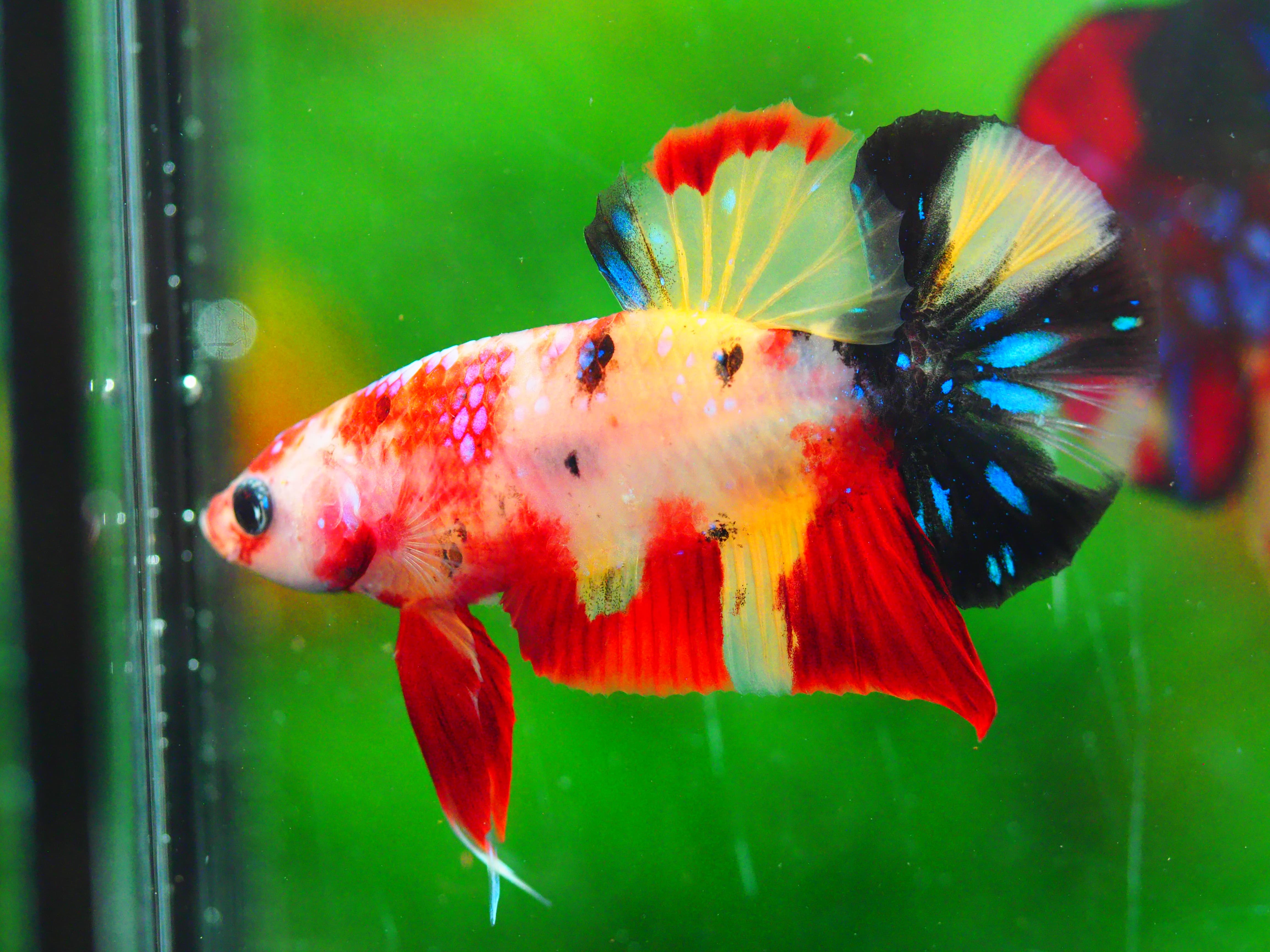 HMPK NEMO GALAXY MALE GRADE A +++