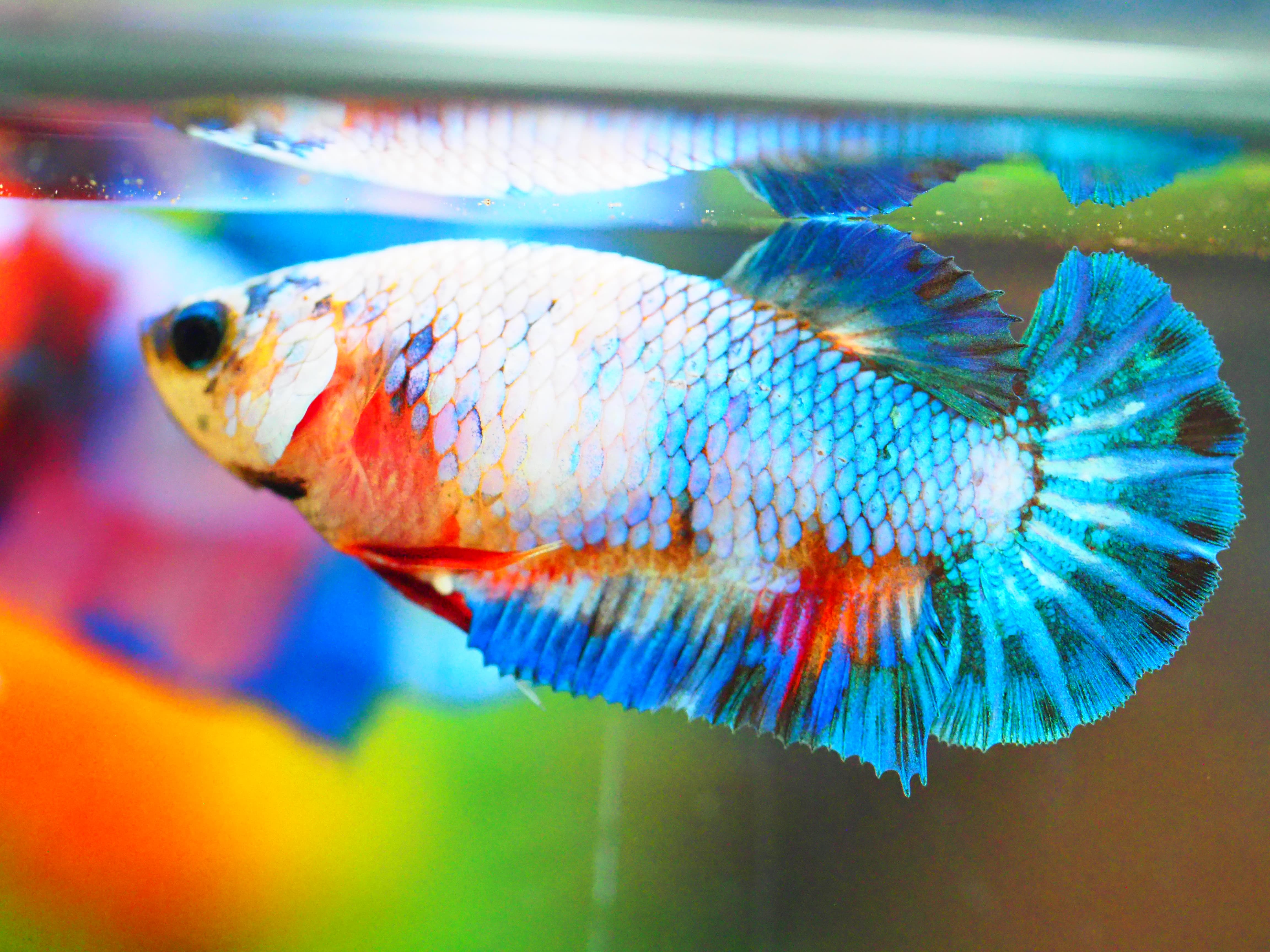 HMPK FANCY MALE GRADE A +++