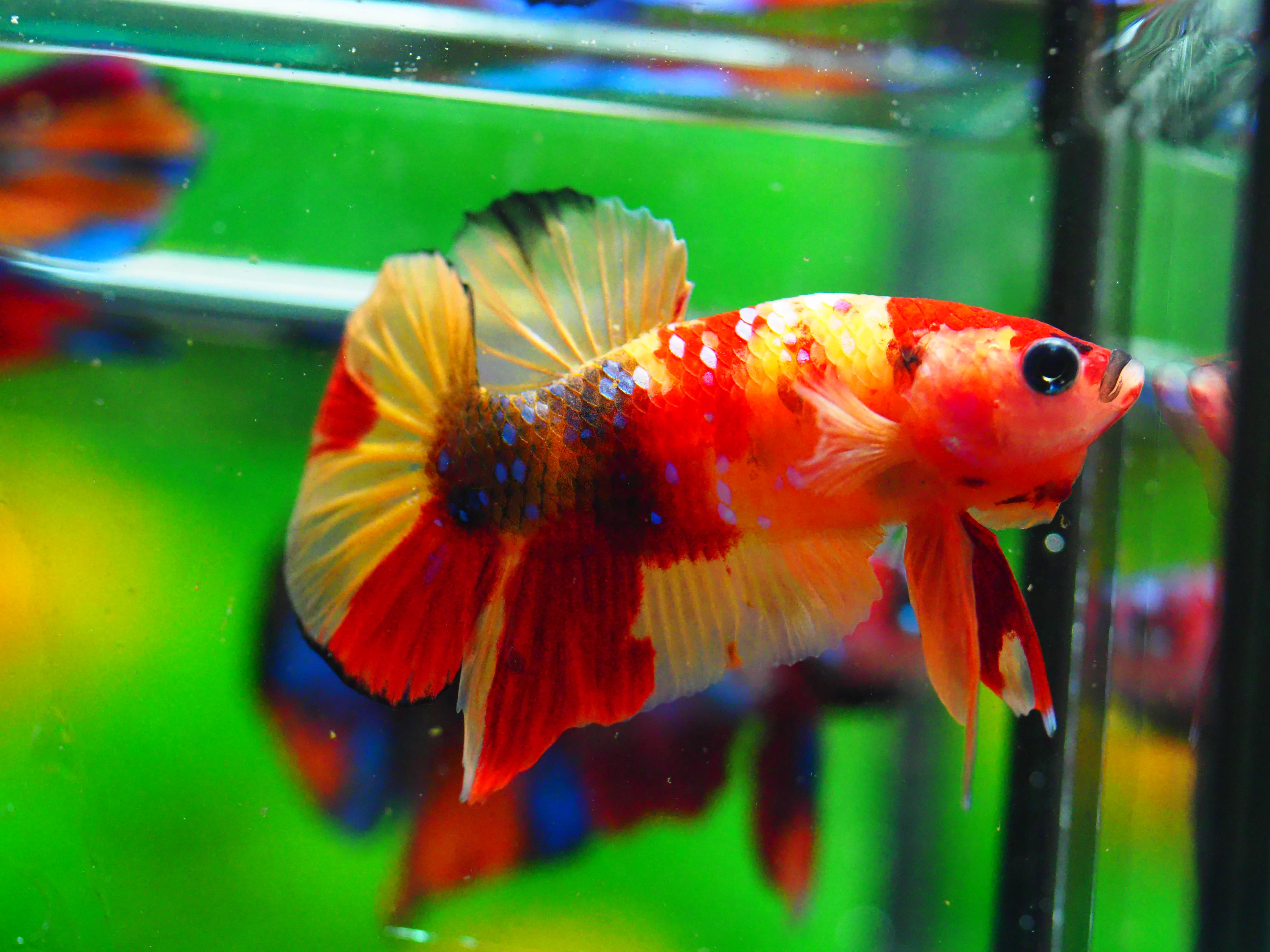 HMPK NEMO MALE GRADE A +++