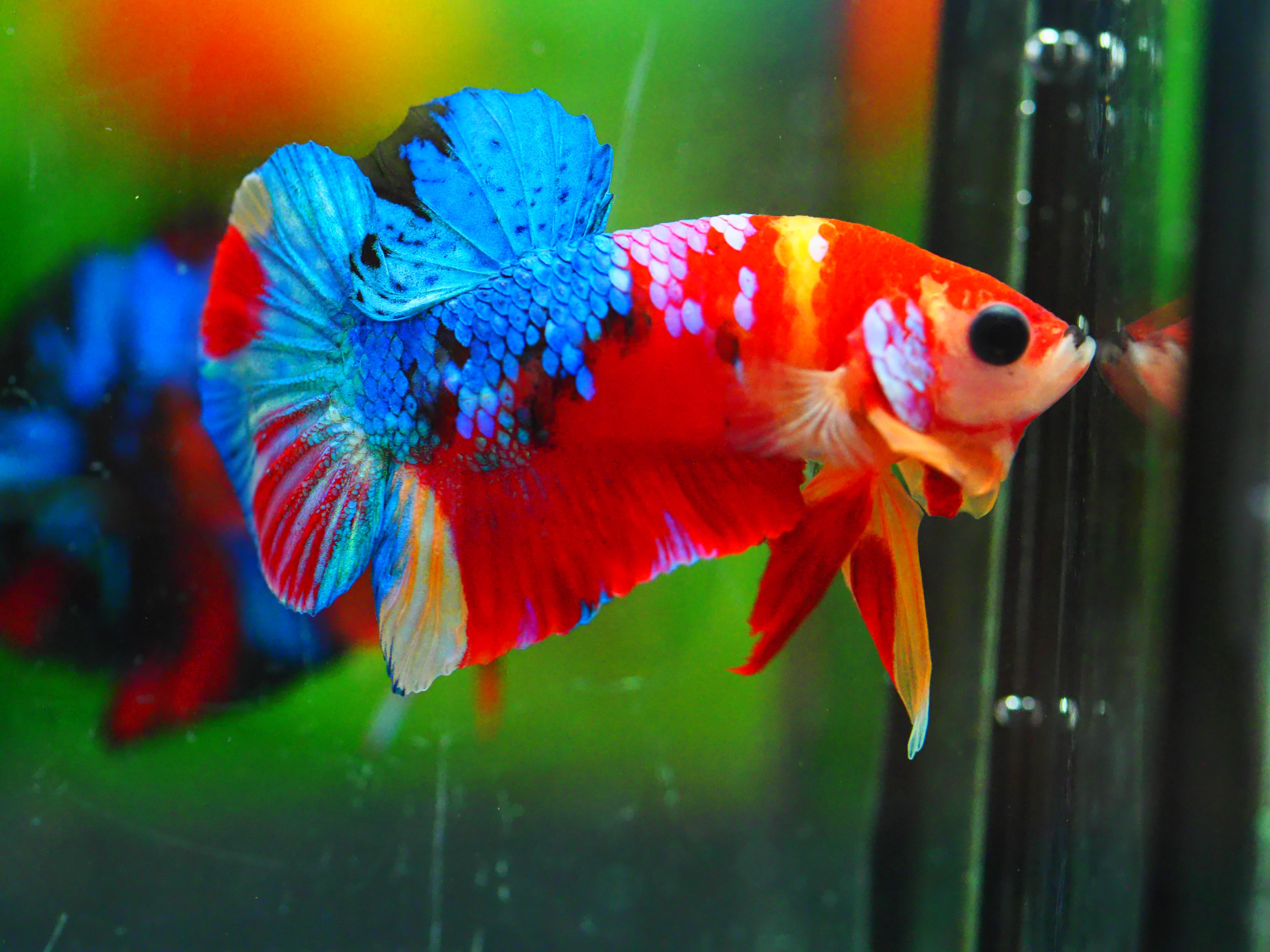 HMPK NEMO GALAXY MALE GRADE A +++