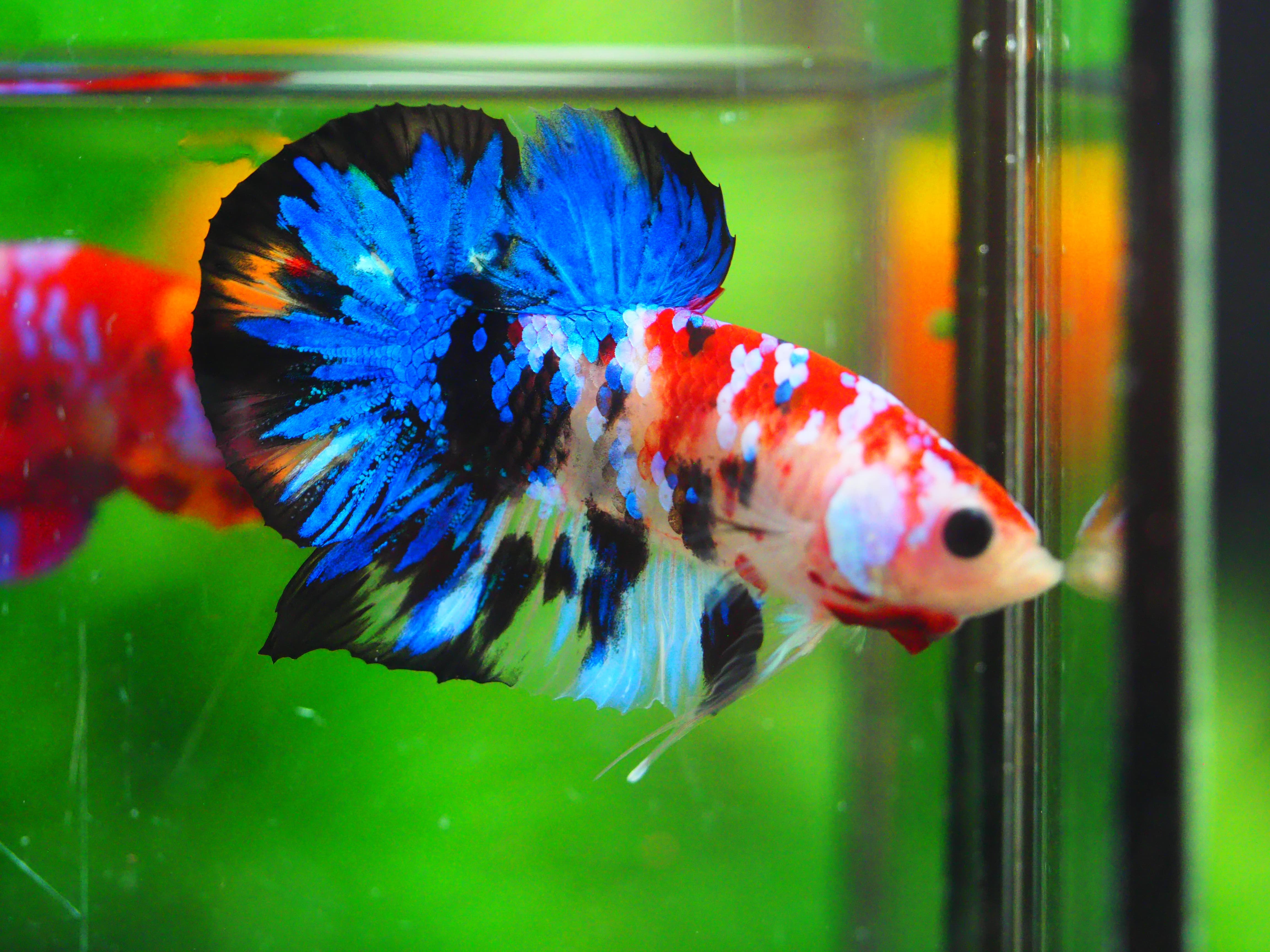 HMPK KOI GALAXY MALE GRADE A +++