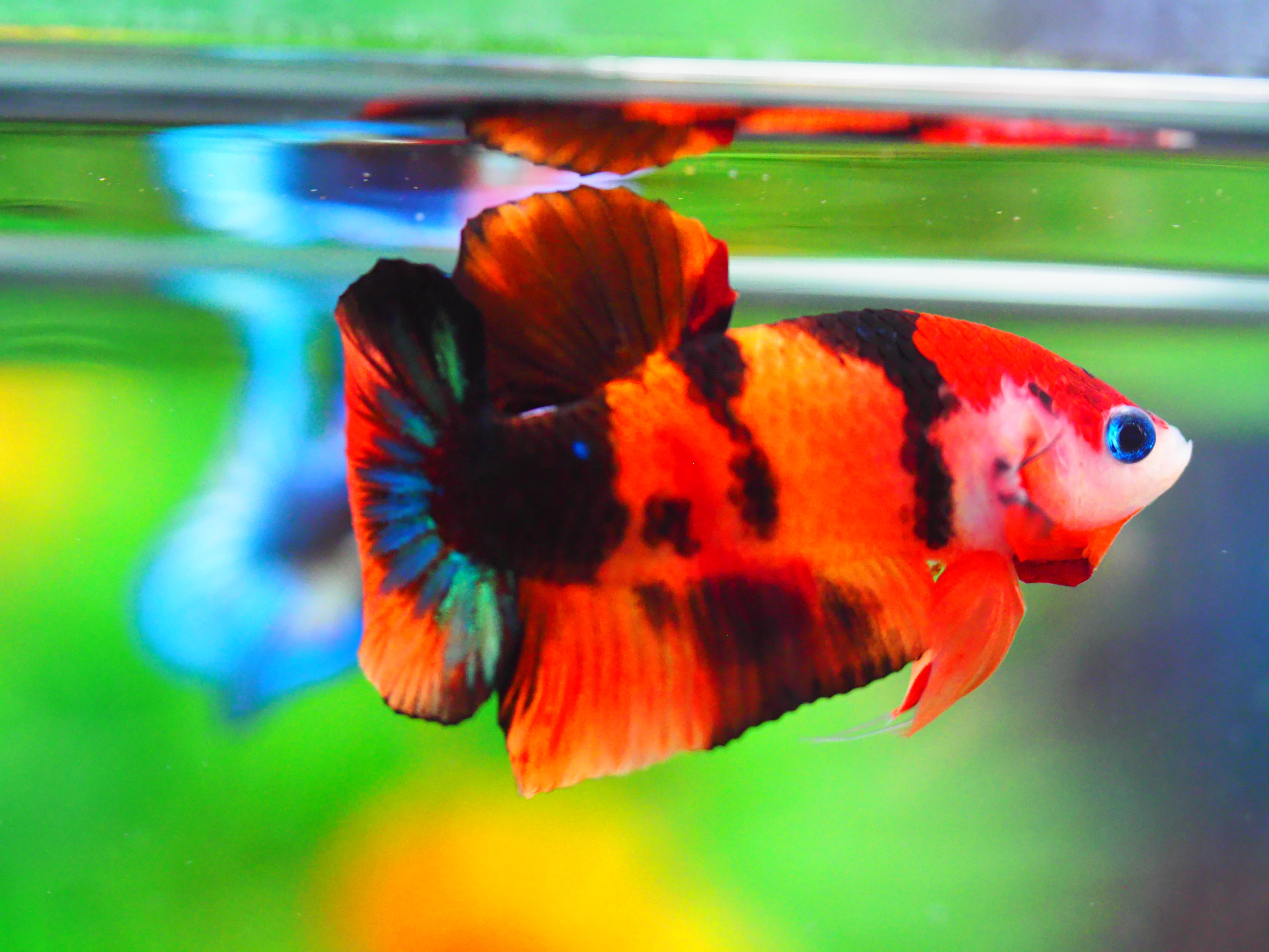 HMPK NEMO GALAXY MALE GRADE A +++