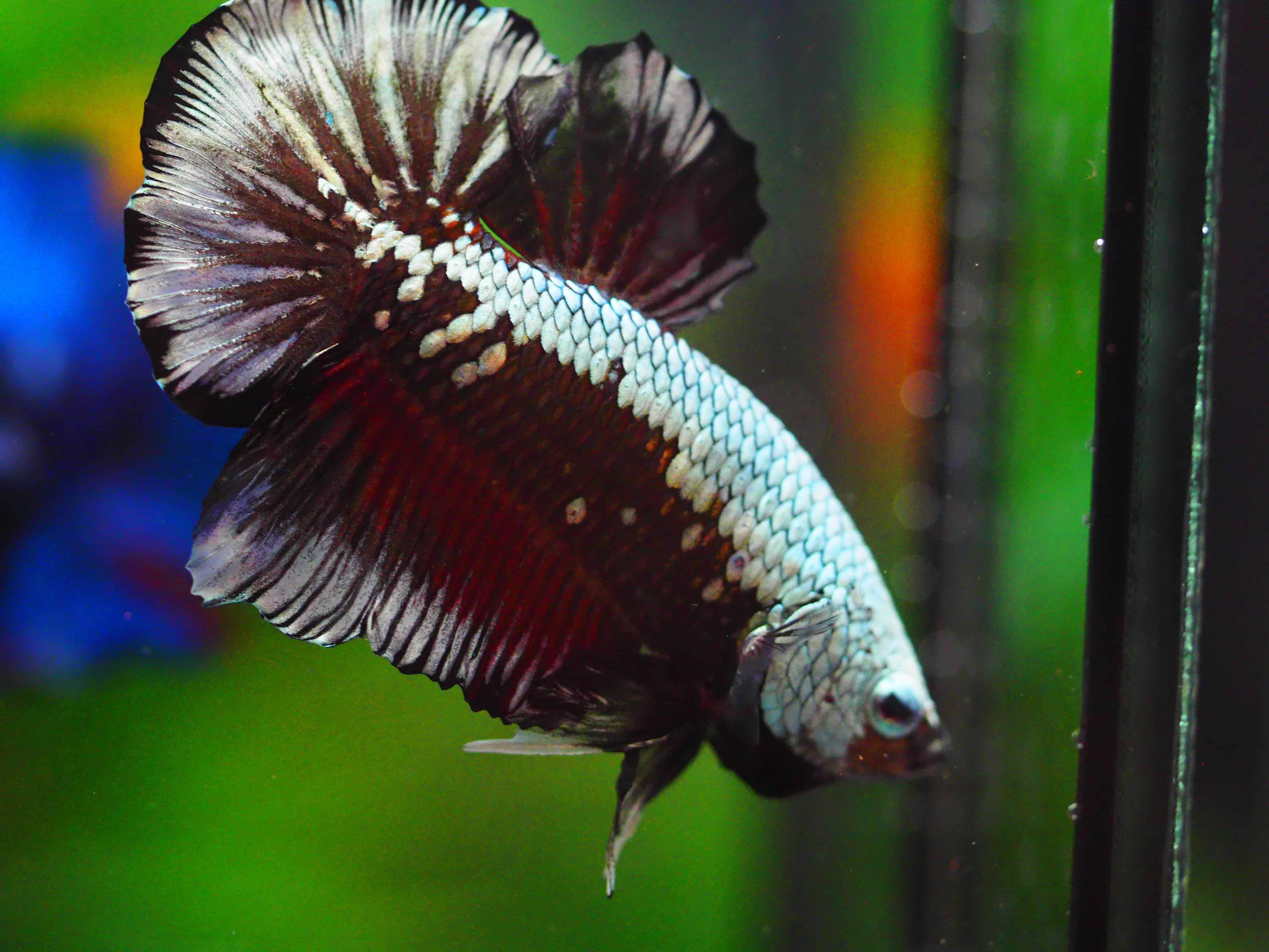 HMPK BLACK DRAGON MALE GRADE A +++