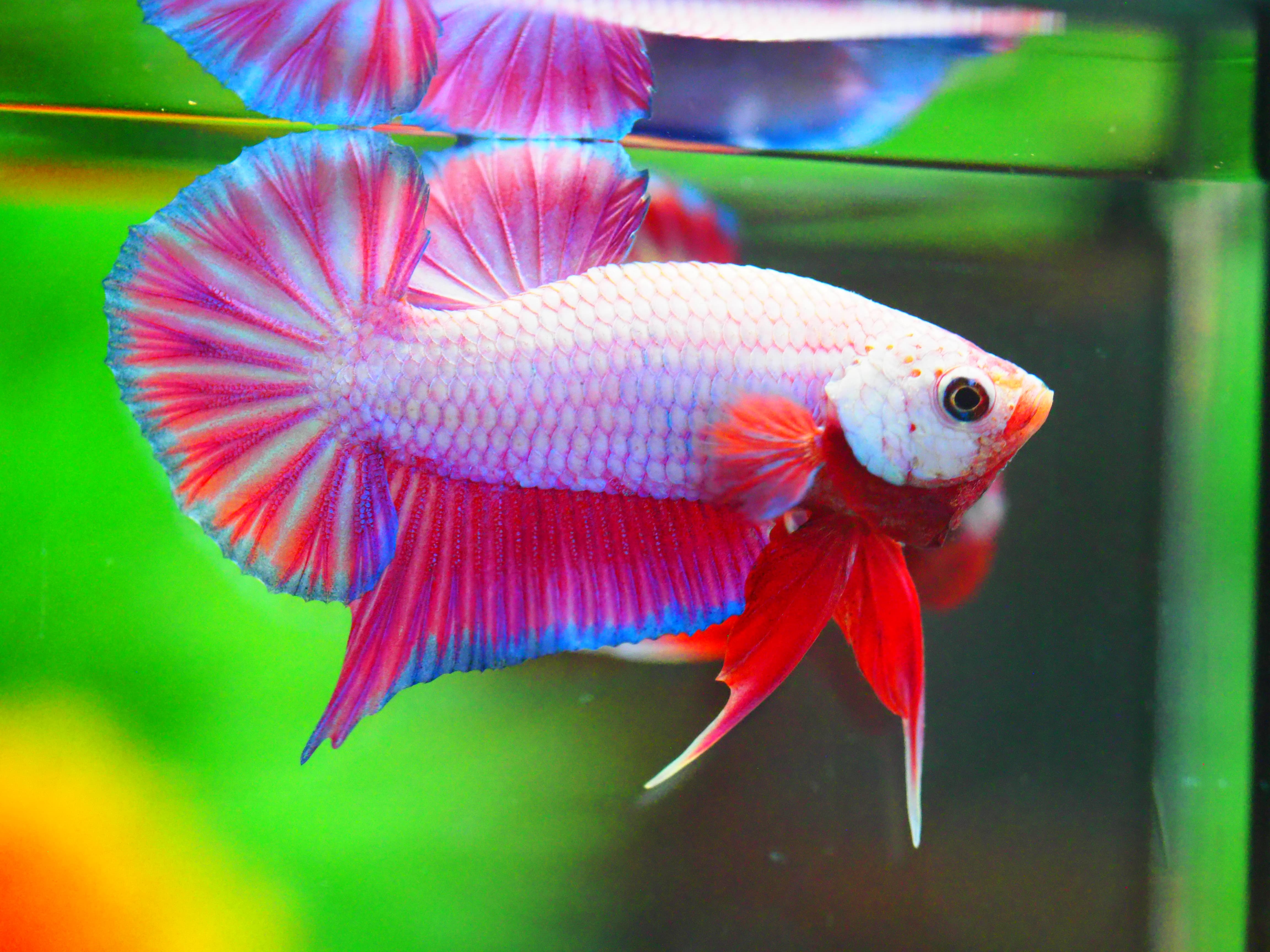 HMPK FANCY MALE GRADE A +++