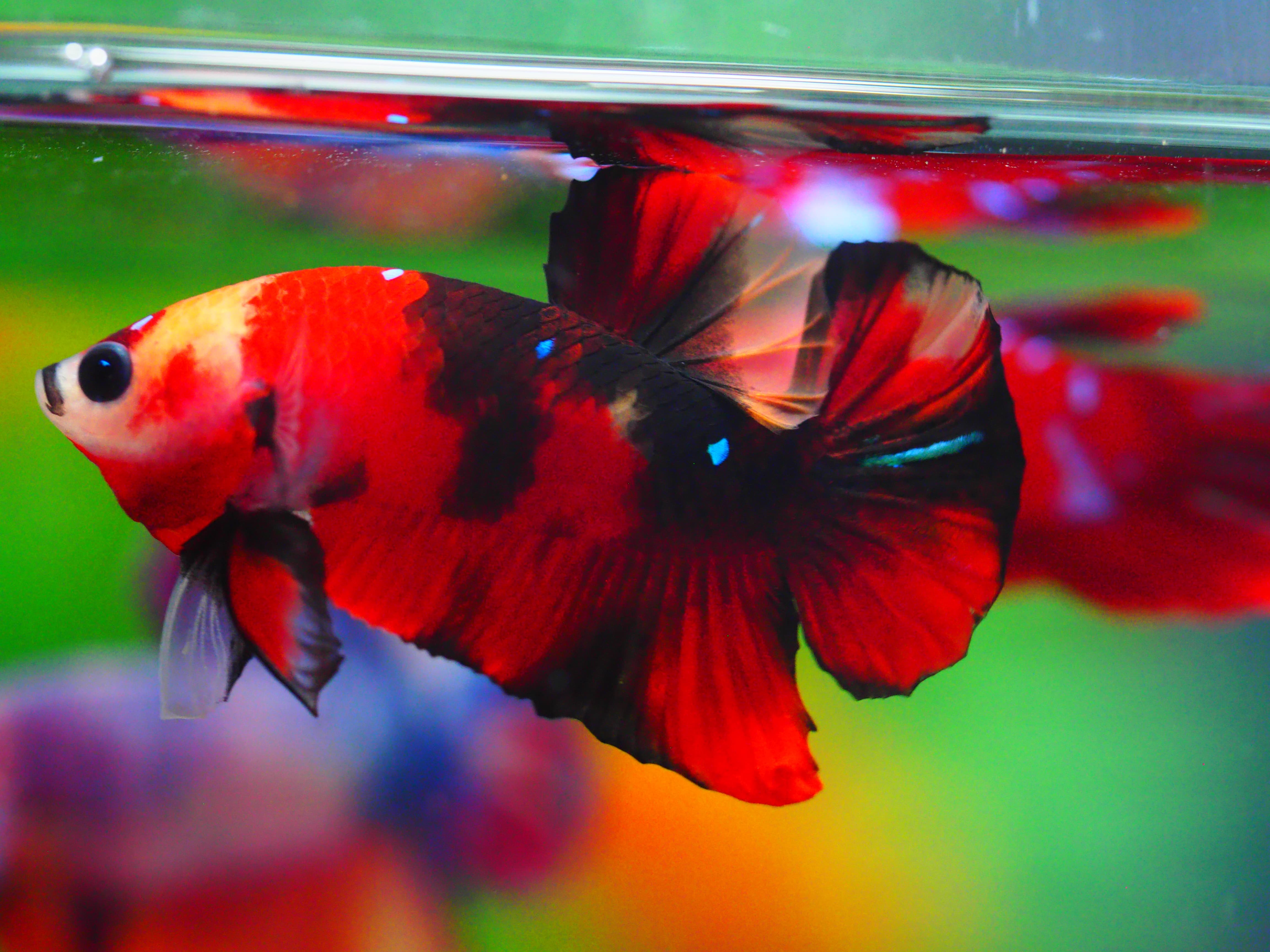 HMPK KOI GALAXY MALE GRADE A +++