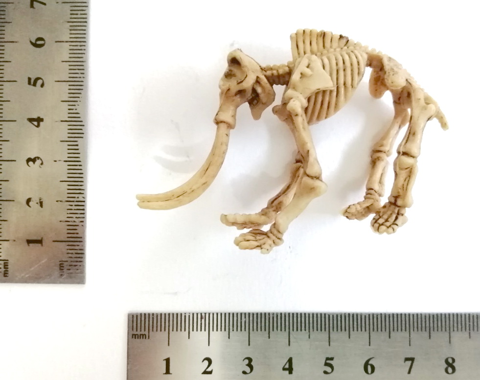 ตุ๊กตายางโครงกระดูกไดโนเสาร์ เป็นงานไขตู้แคปซูล ขายพร้อมกันสองแบบ 1.โครงกระดูกช้างแมมมอส และ 2.อแนทธอซอรัส เป็นยางยืดหนุ่นได้ ไม่ต้องกลัวหัก ลงสีเหมือนฟอสซิลโครงกระดูก ขายคู่