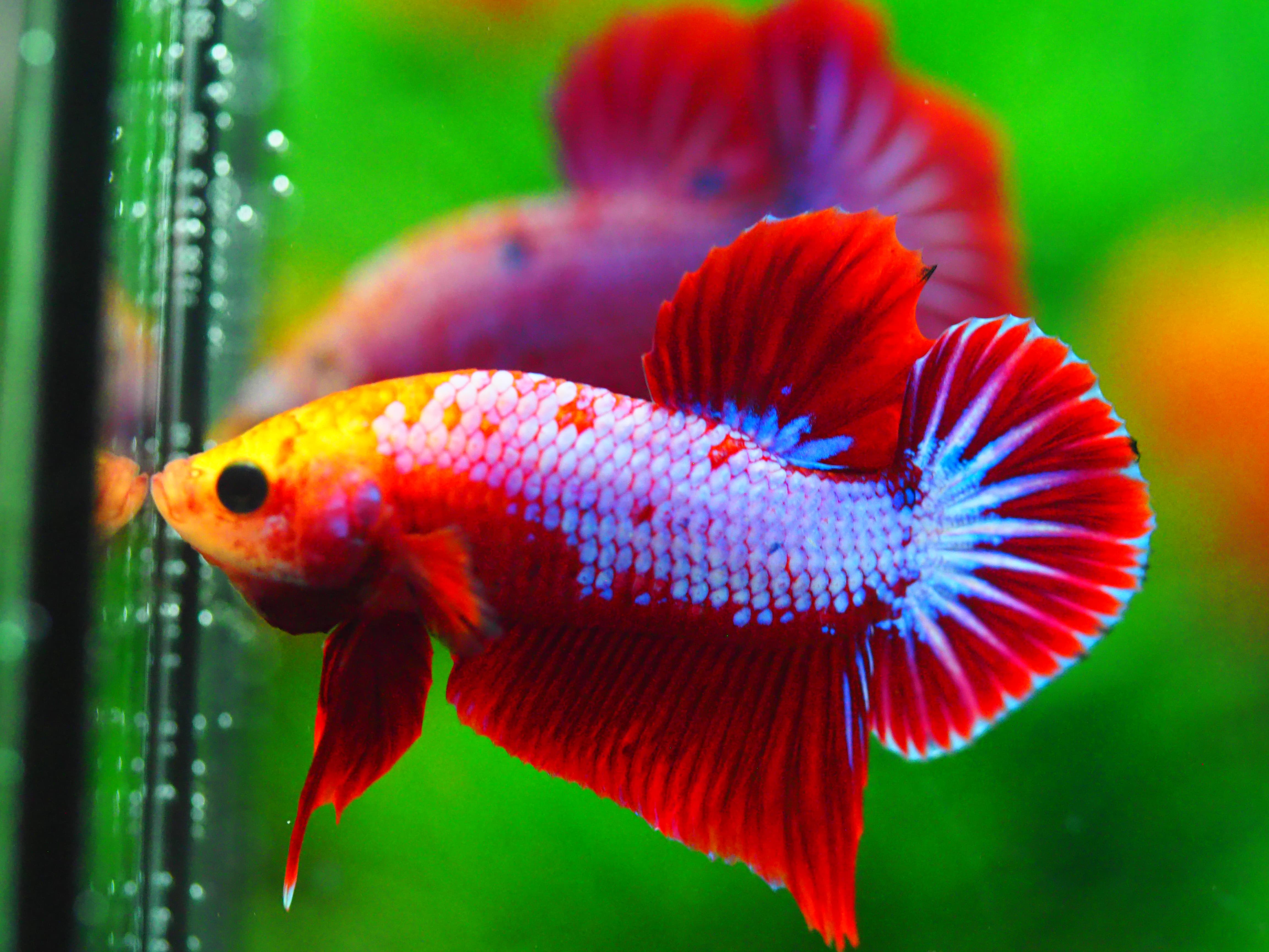 HMPK FANCY MALE GRADE A +++