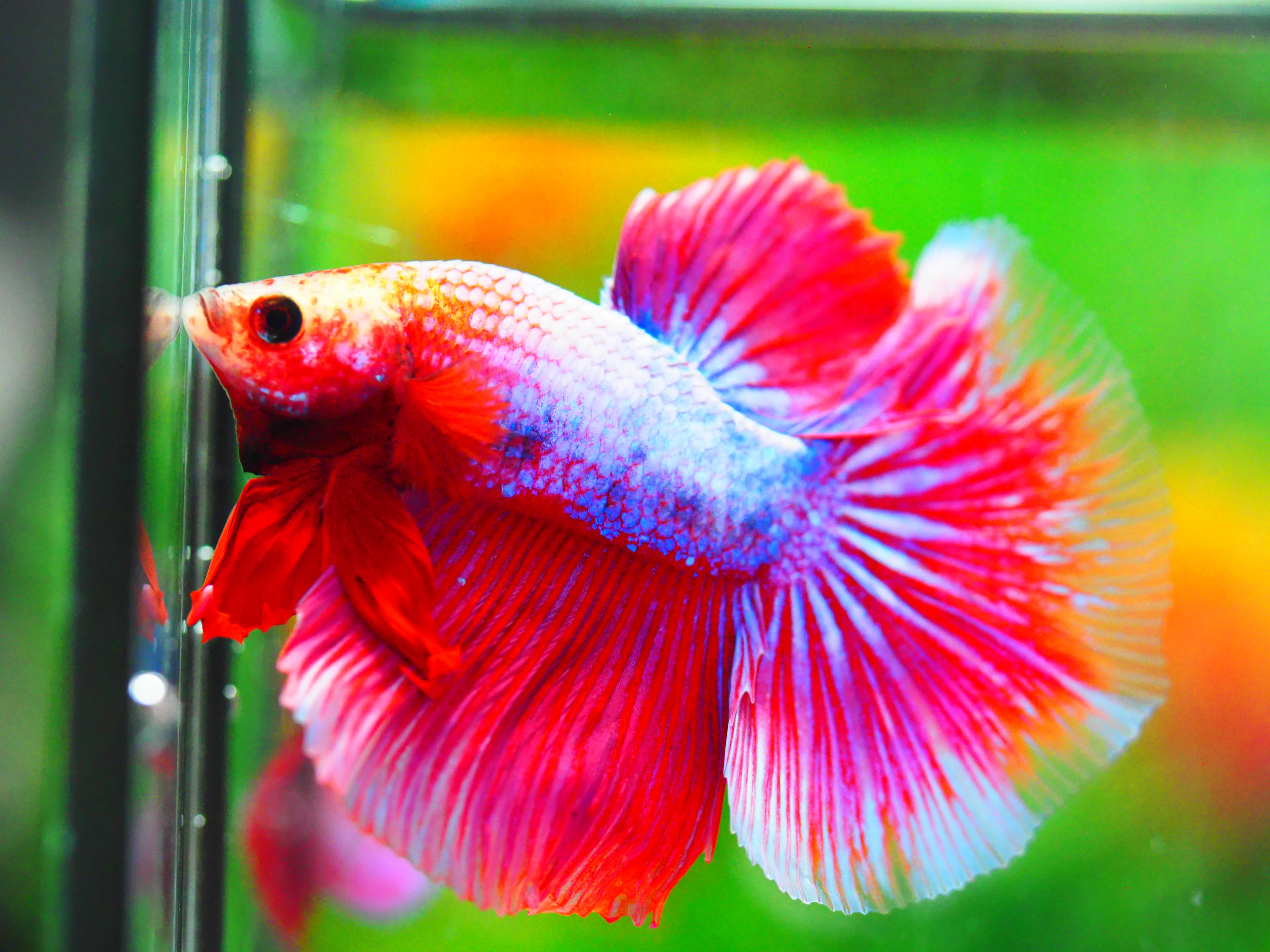 HM FANCY MALE GRADE A +++